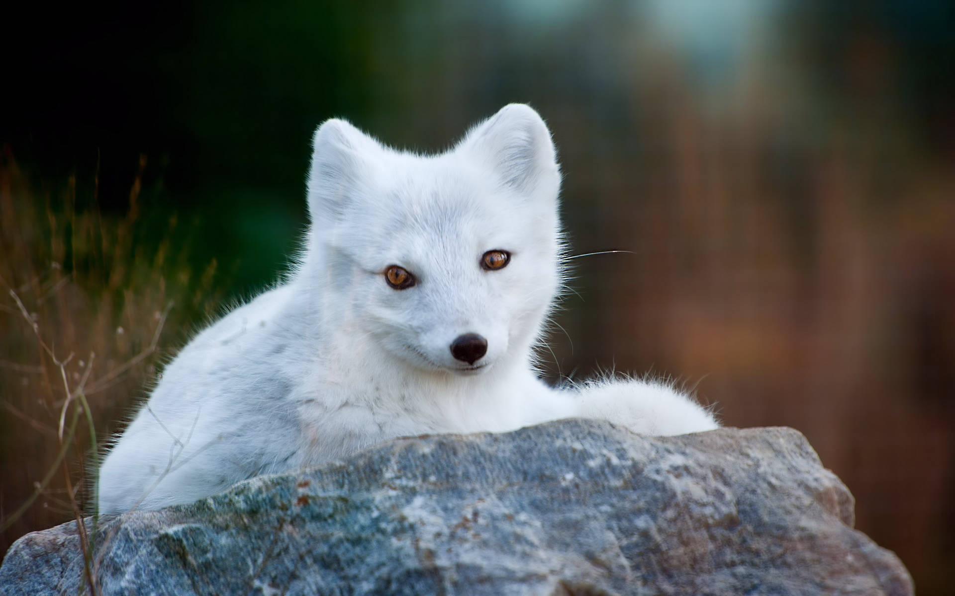 white arctic fox, amber eyes, rugged gray rock, Full HD Desktop Wallpaper
