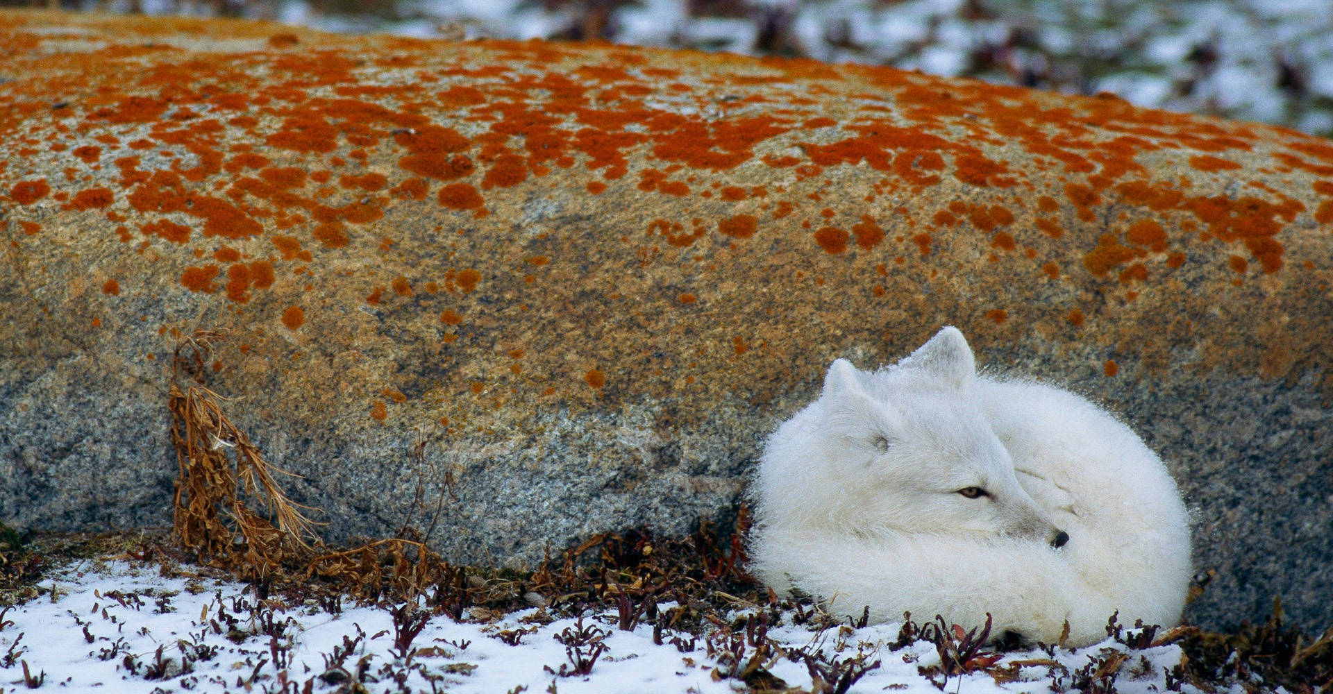 Arctic fox, fluffy white, snowy tundra, Full HD Desktop Wallpaper