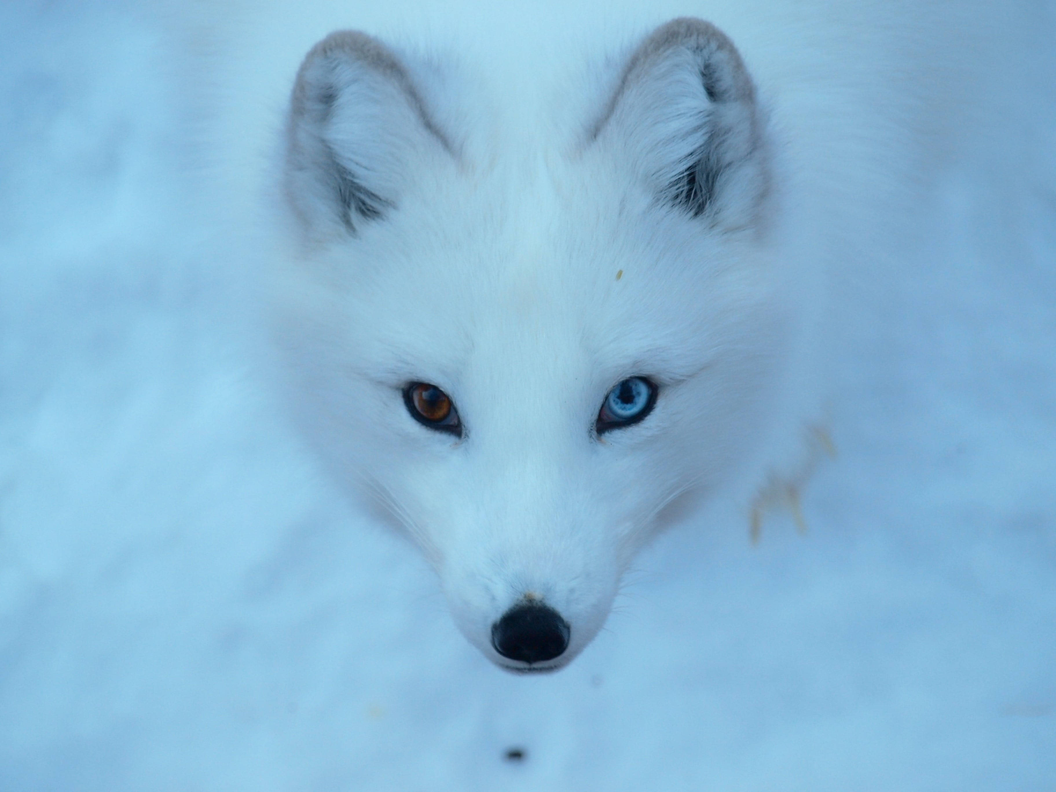 arctic fox, heterochromia, amber eye, 2K Desktop Wallpaper