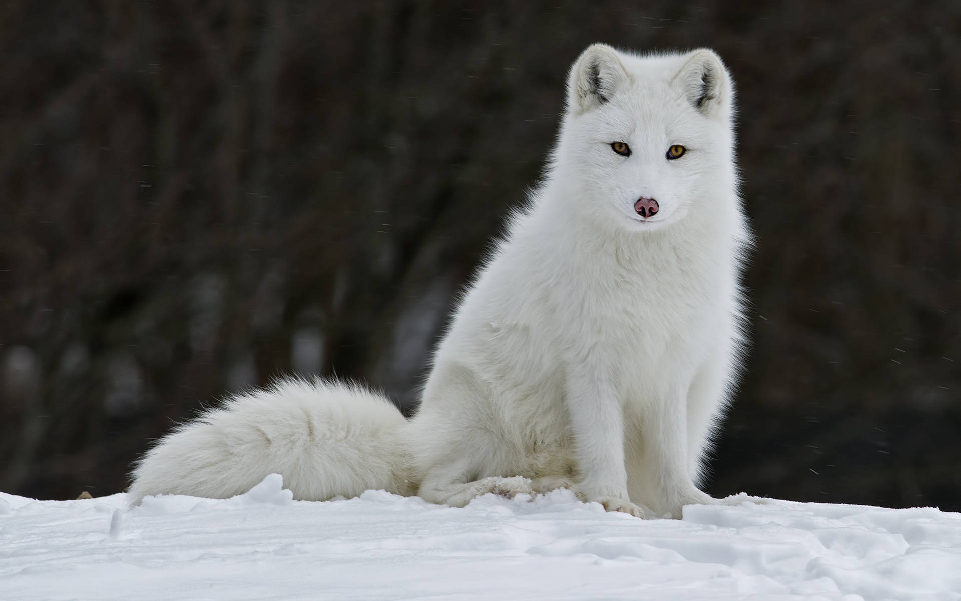 Arctic fox, white, snowy ground, Full HD Desktop Wallpaper