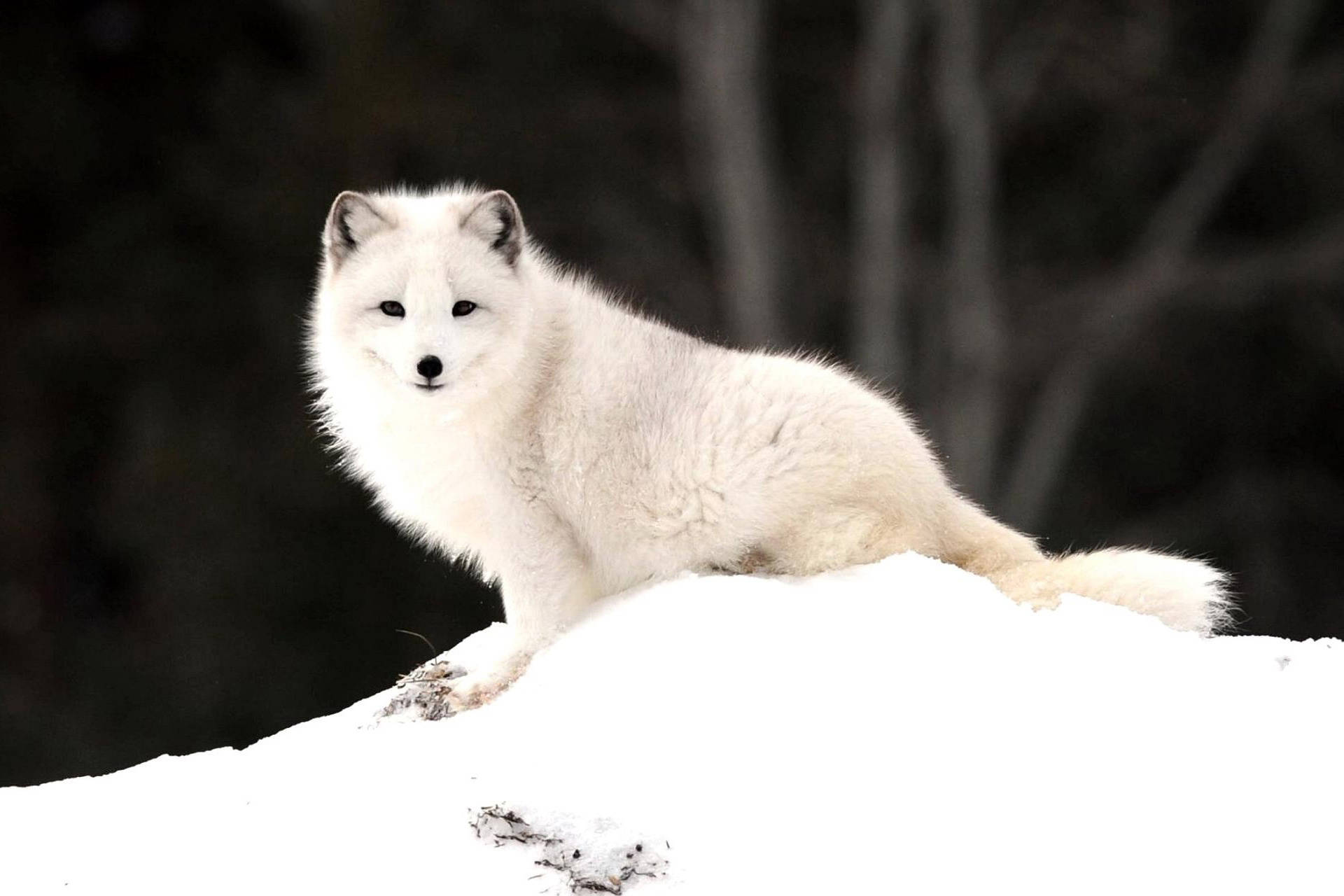 Arctic fox, snowy mound, dark blurred forest, Full HD Desktop Wallpaper