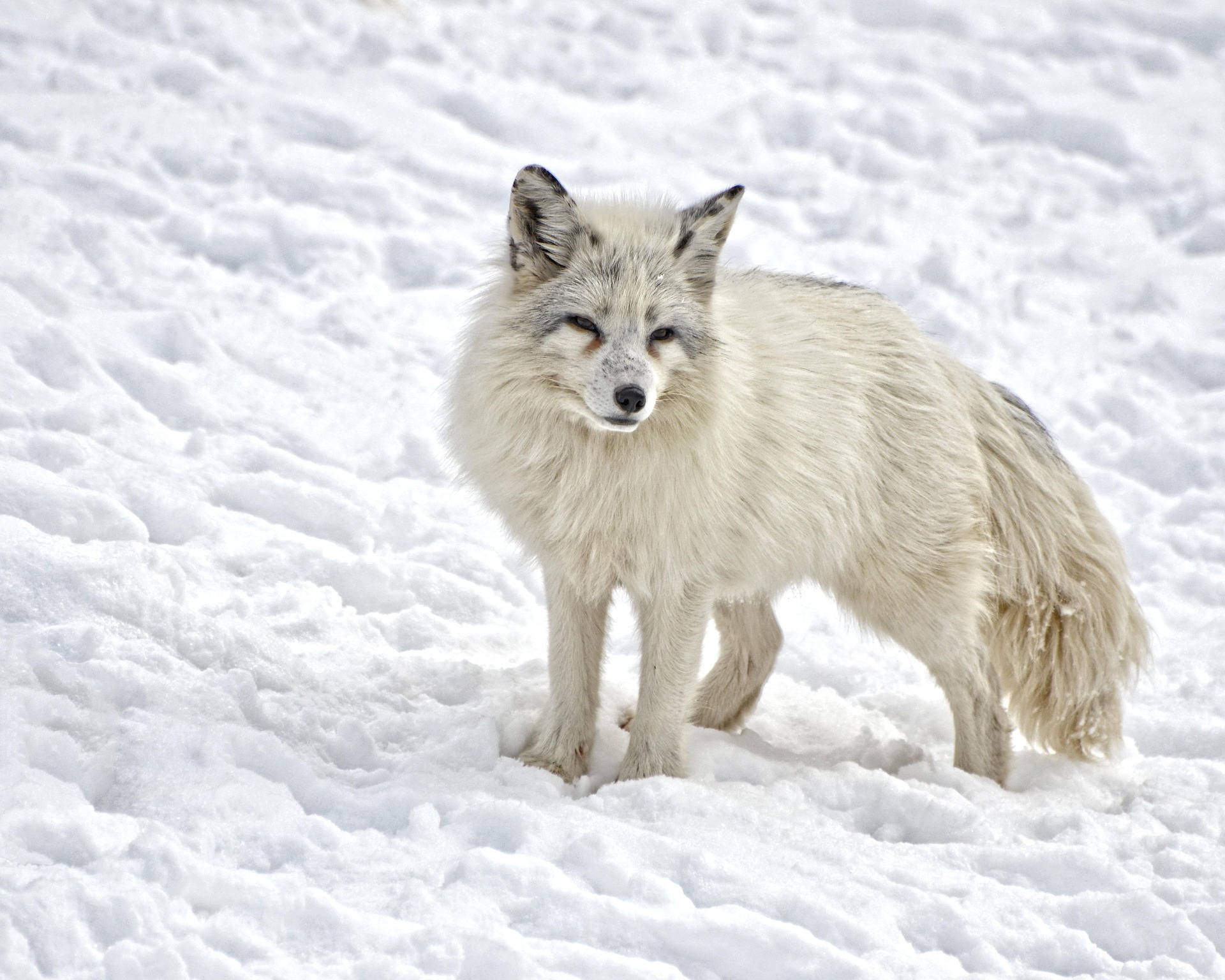 arctic fox, fluffy white, deep snow, Full HD Desktop Wallpaper