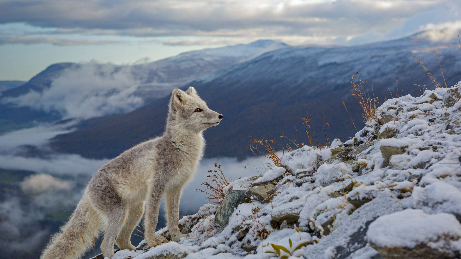 Arctic fox, snow-dusted rocky ridge, misty mountains, Full HD Desktop Wallpaper