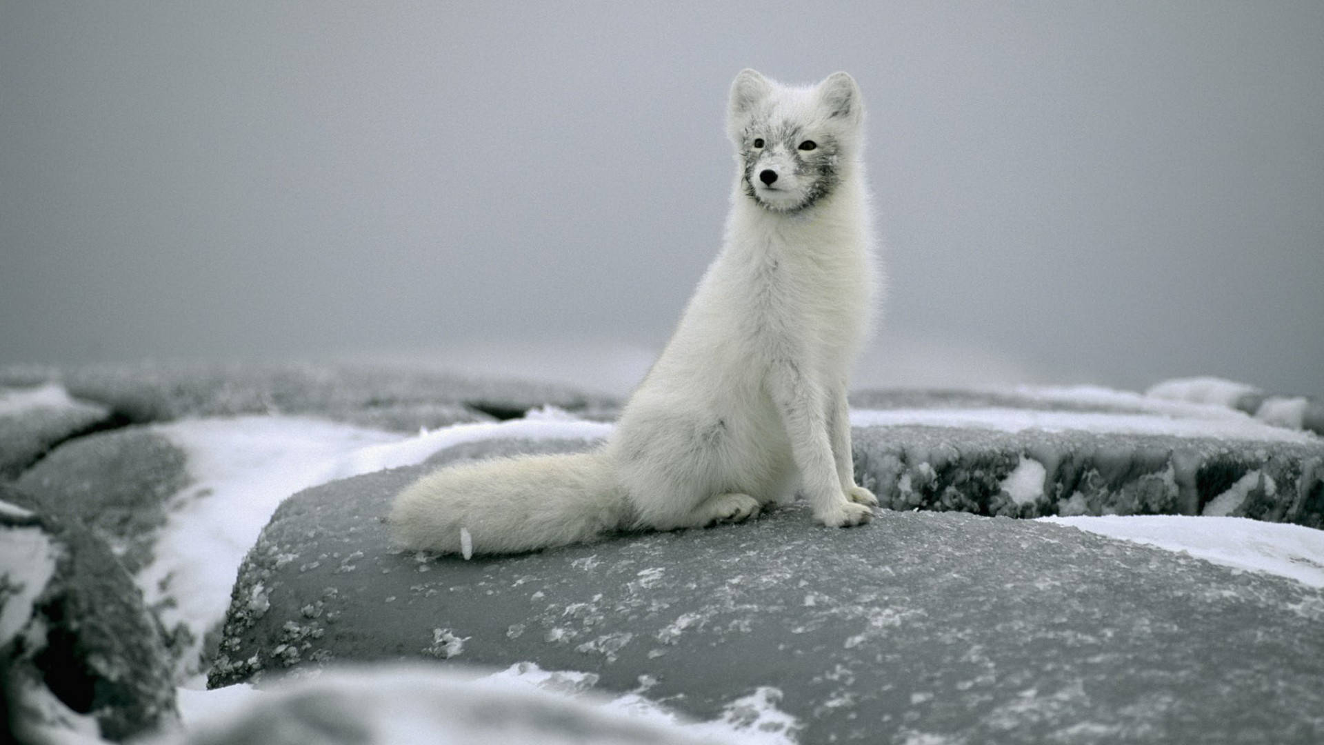 Arctic fox, white, snow-dusted rocks, Full HD Desktop Wallpaper