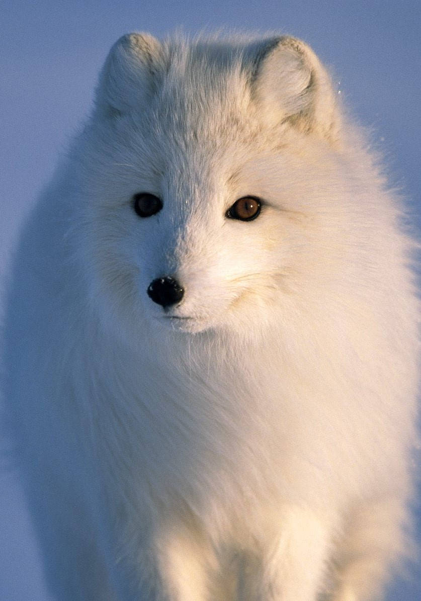 Arctic fox, white, amber eyes, SD Phone Wallpaper