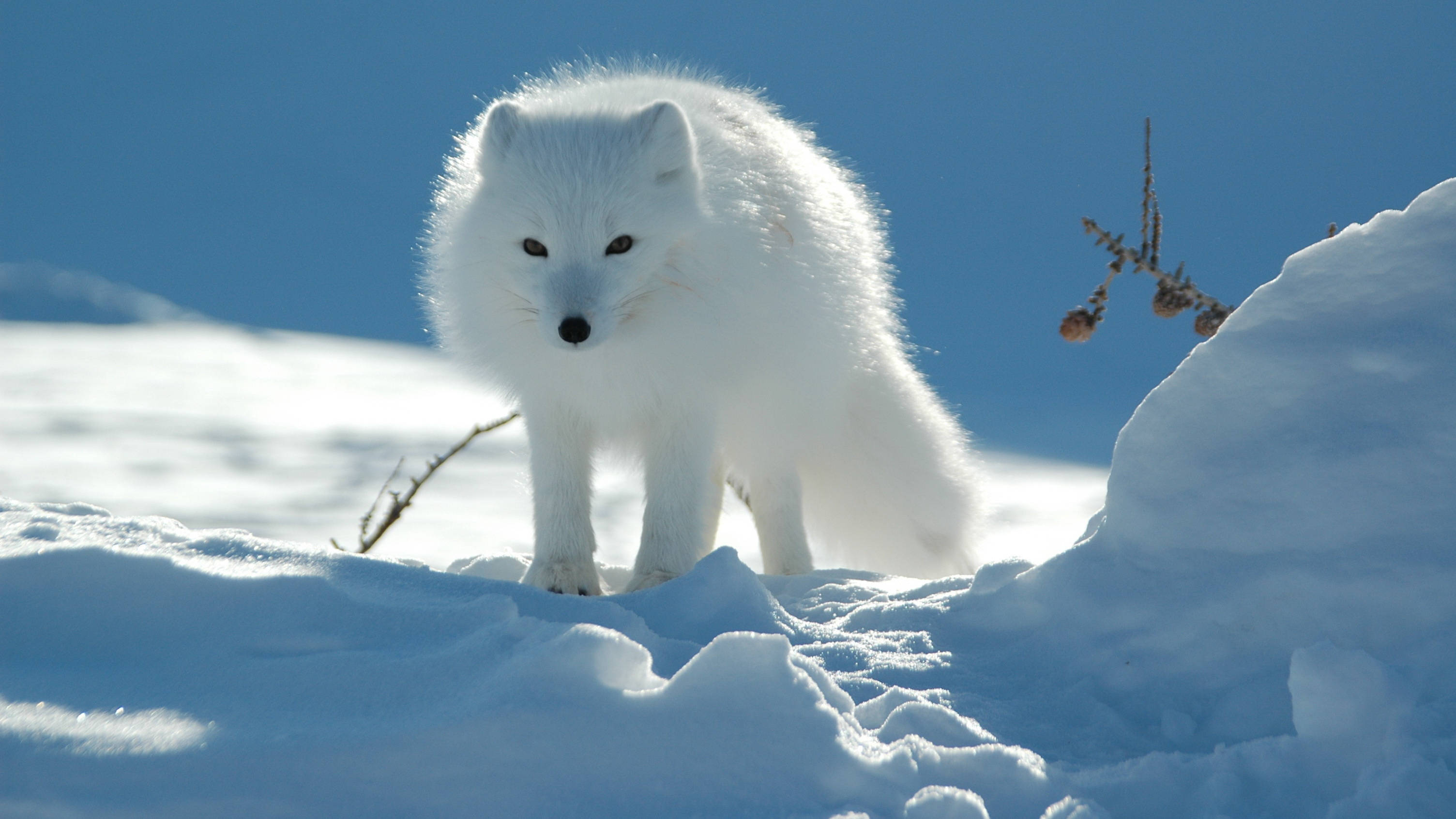 furry snow arctic fox, fluffy white arctic fox, bright snow, 2K Desktop Wallpaper