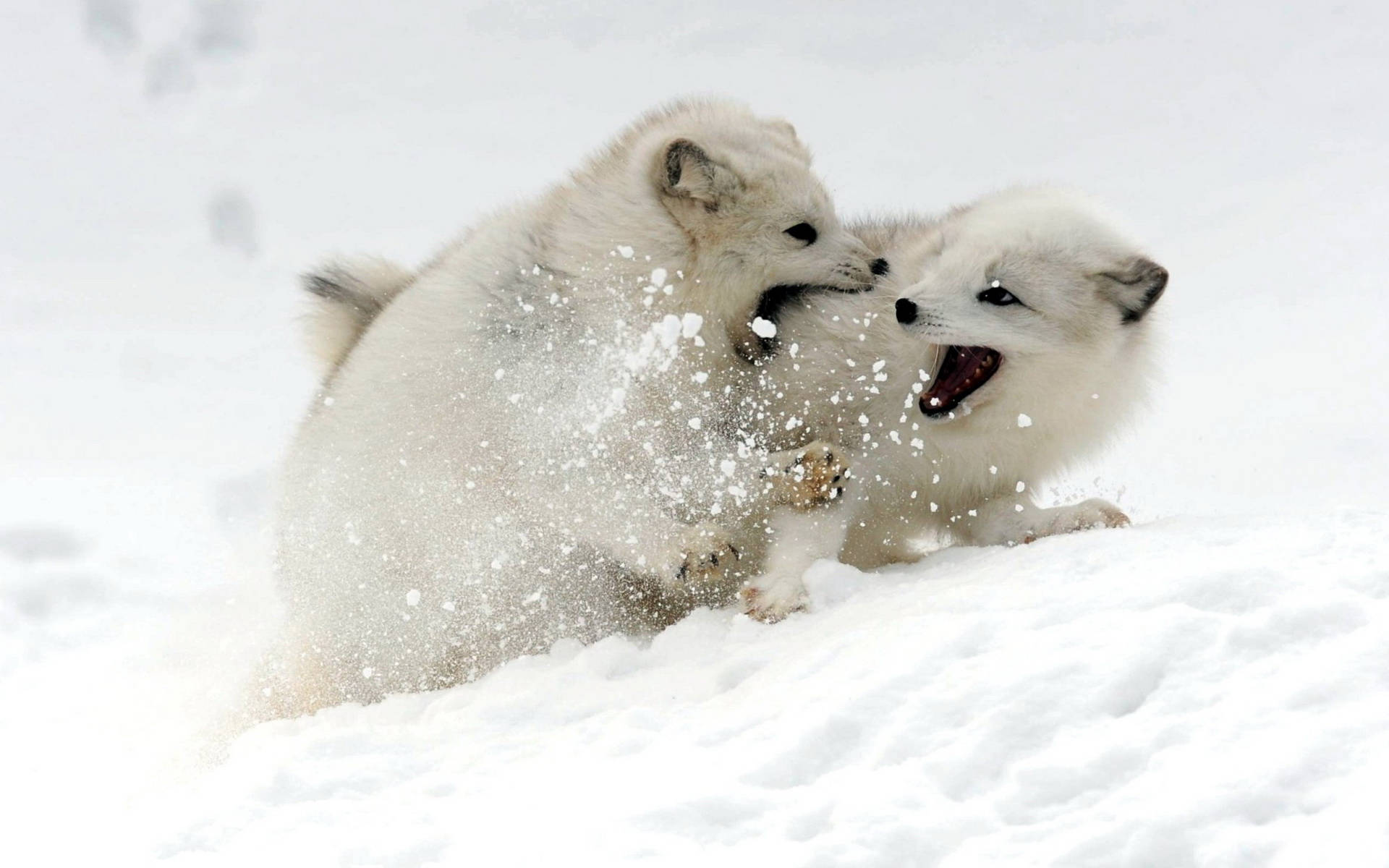 Arctic fox, baby arctic foxes, fresh snow, Full HD Desktop Wallpaper