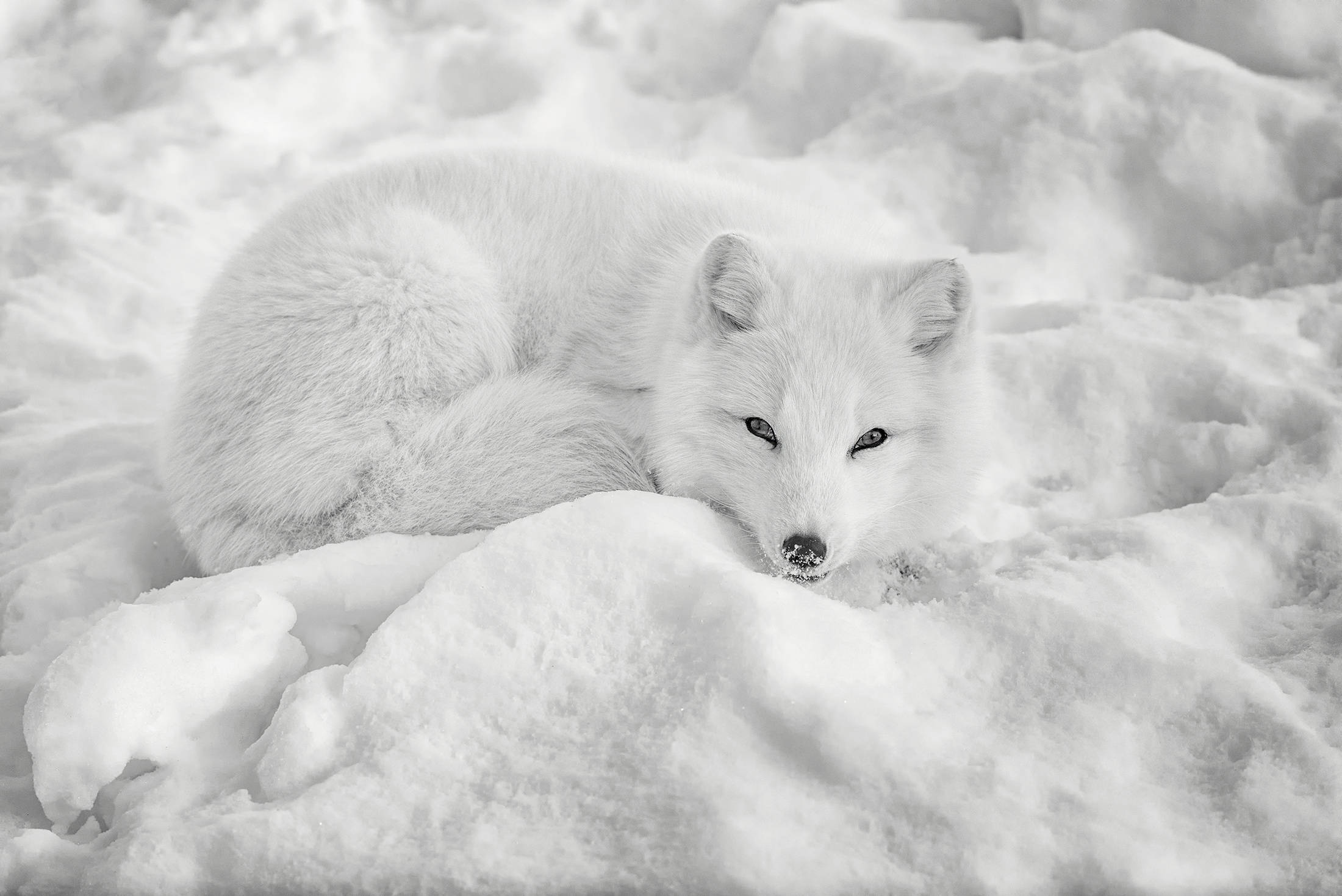 white arctic fox, snow, monochrome, Full HD Desktop Wallpaper
