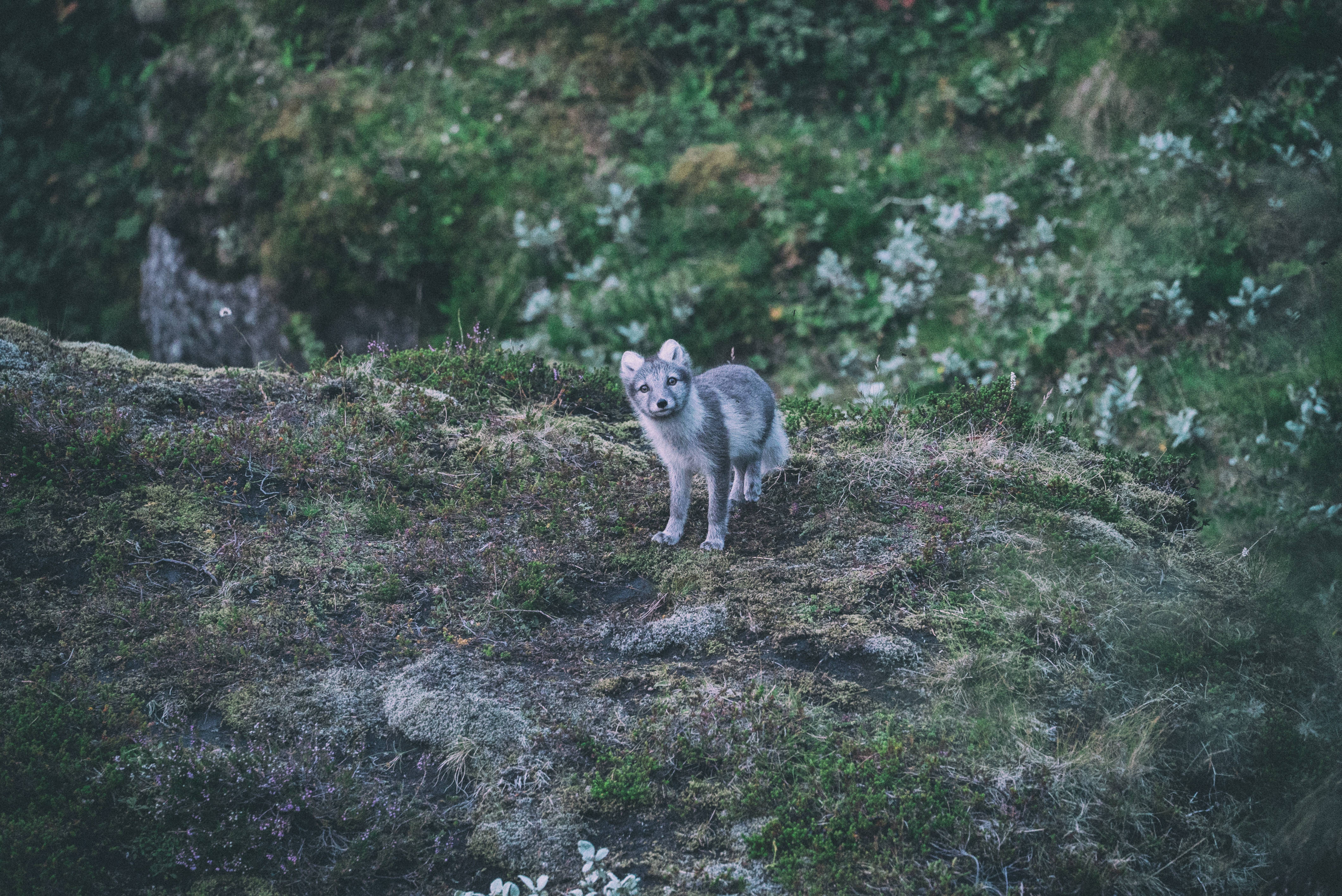 Arctic fox, mossy rocky slope, greenery, 4K Desktop Wallpaper