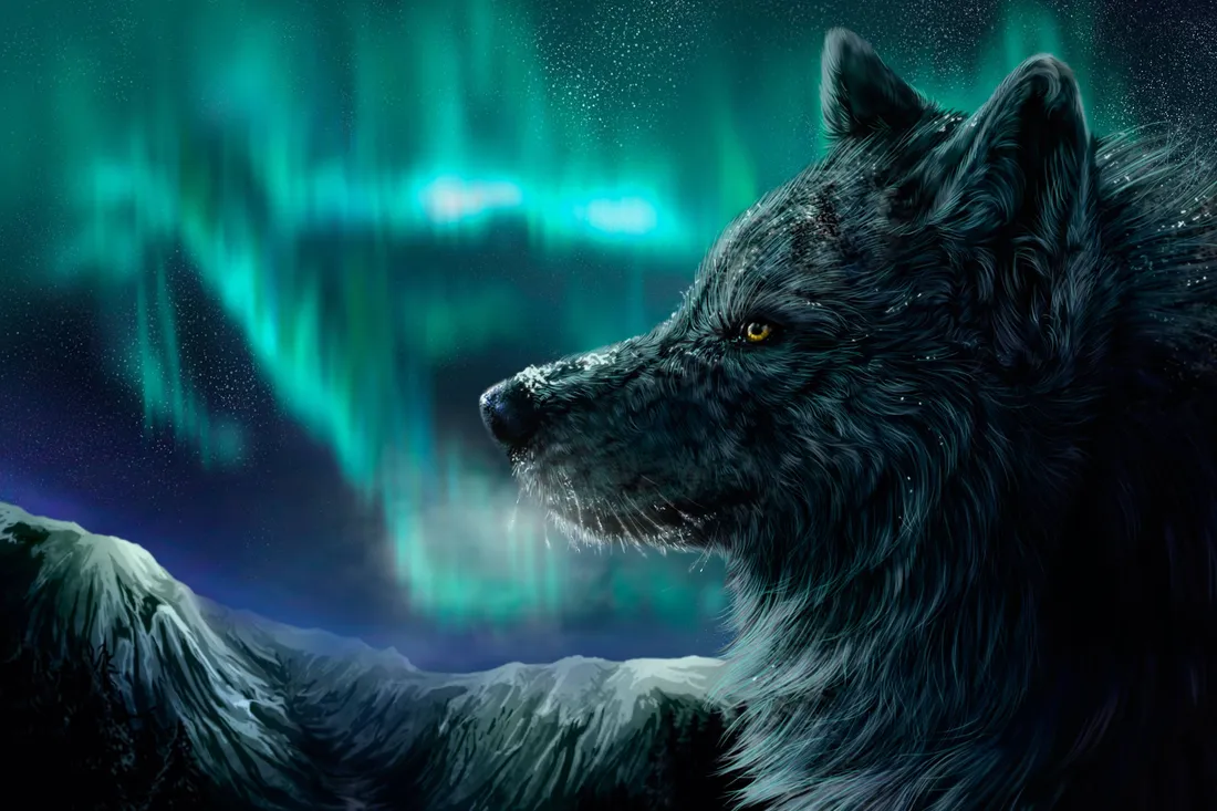 Arctic Wolf Wallpapers