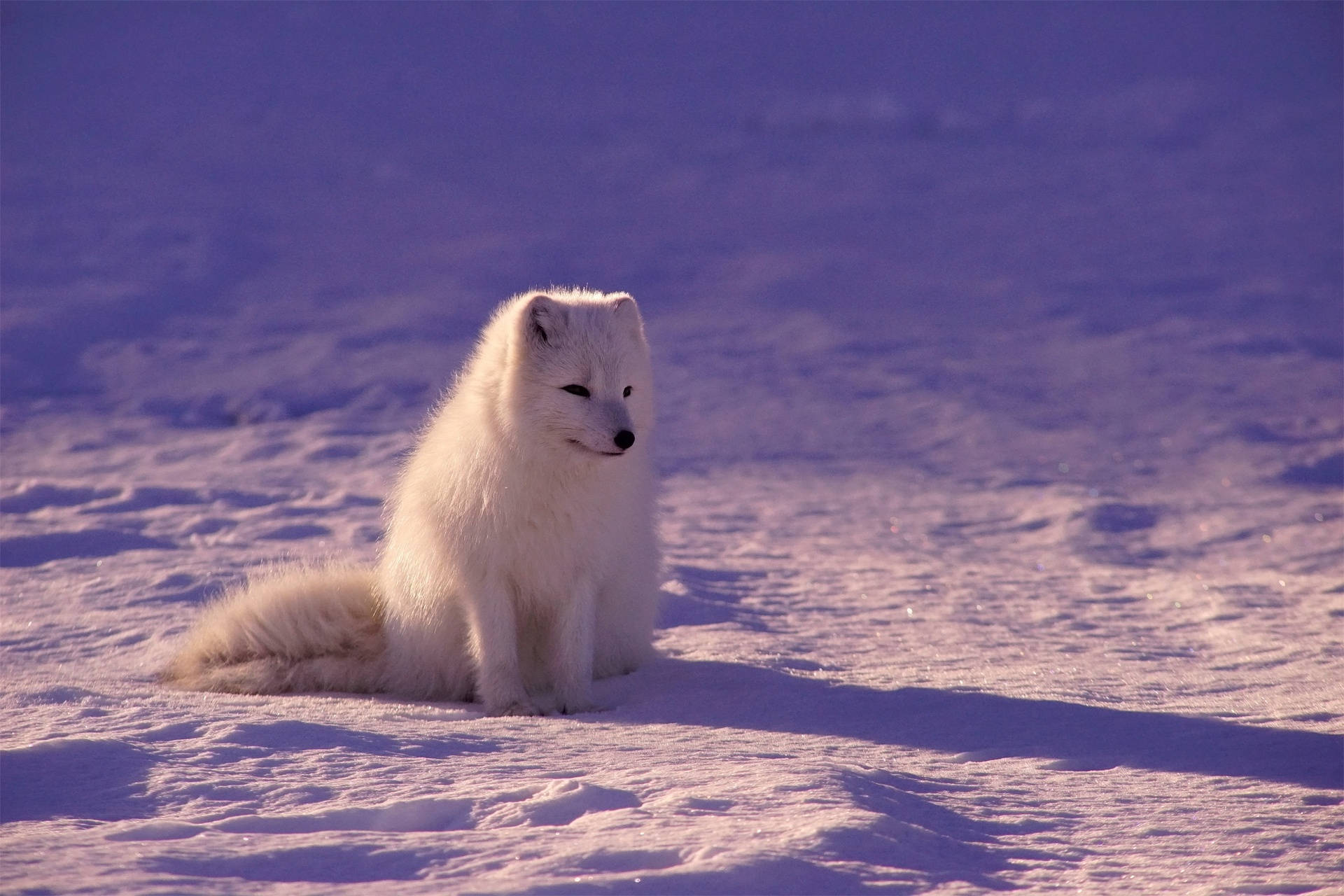 sitting baby arctic fox, fluffy white arctic fox, soft snow, Full HD Desktop Wallpaper
