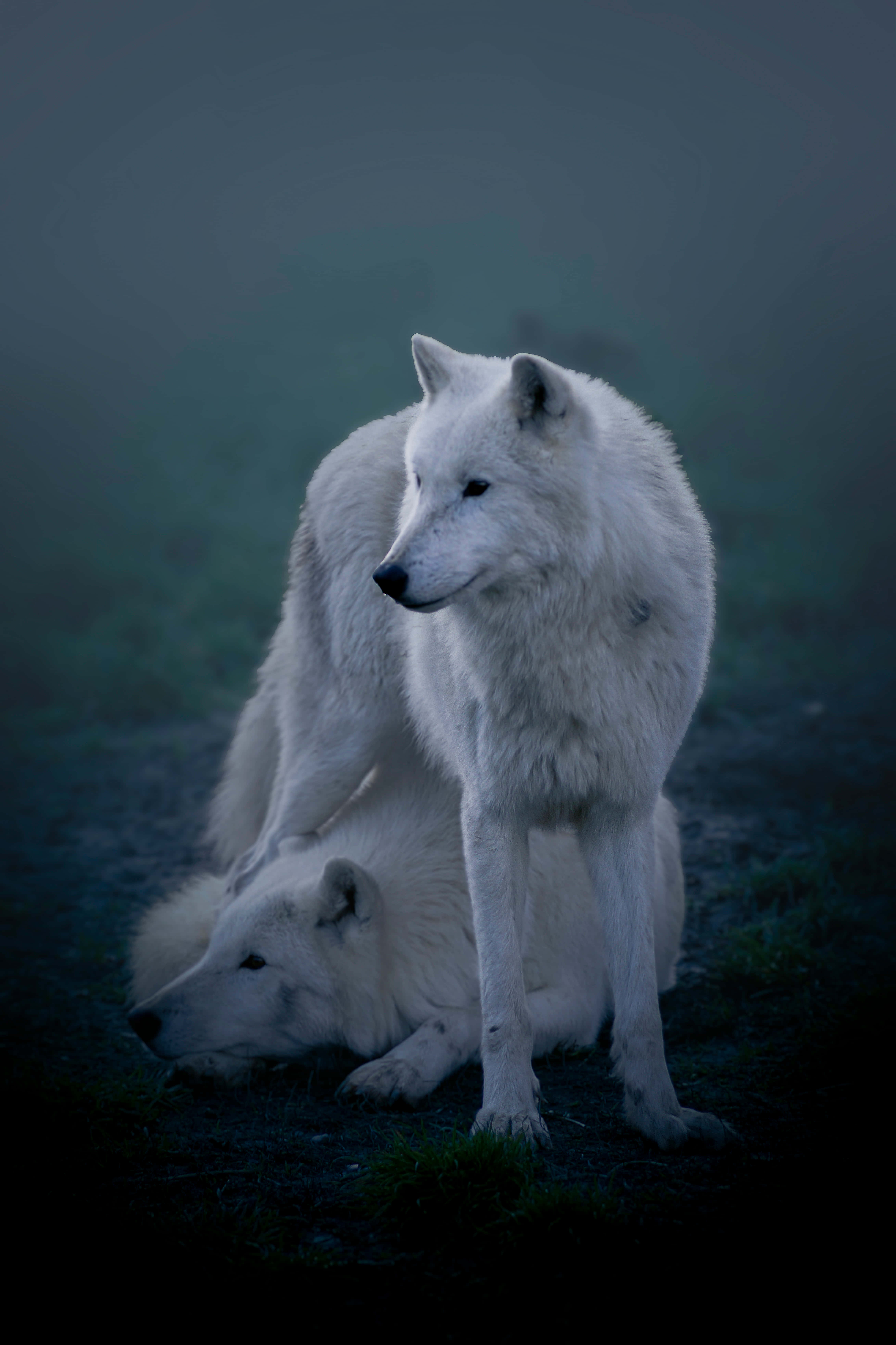 Arctic Wolf, snowy landscape, misty twilight, 5K Phone Wallpaper