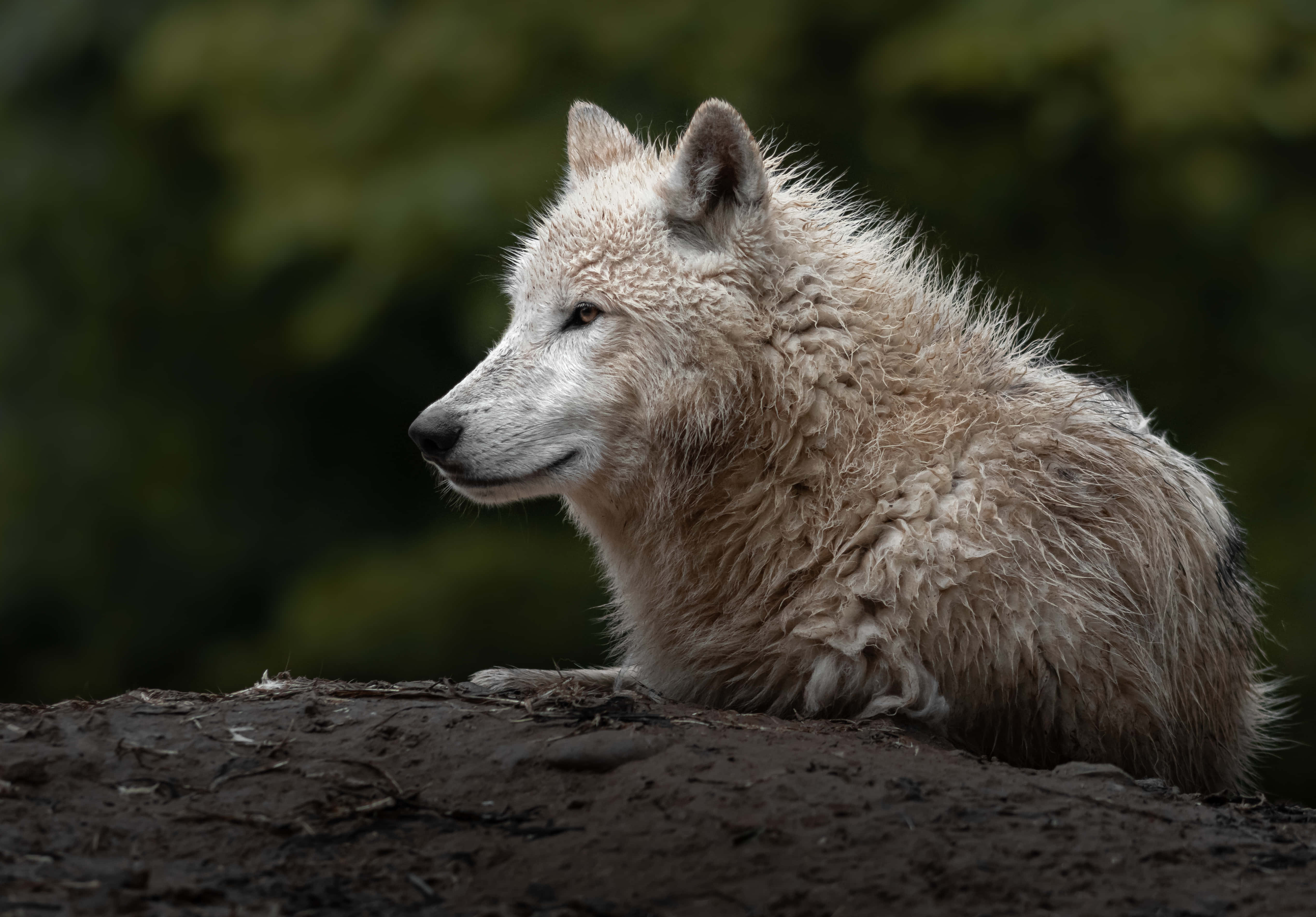 Arctic Wolf, white wolf, wet fur, 4K Desktop Wallpaper