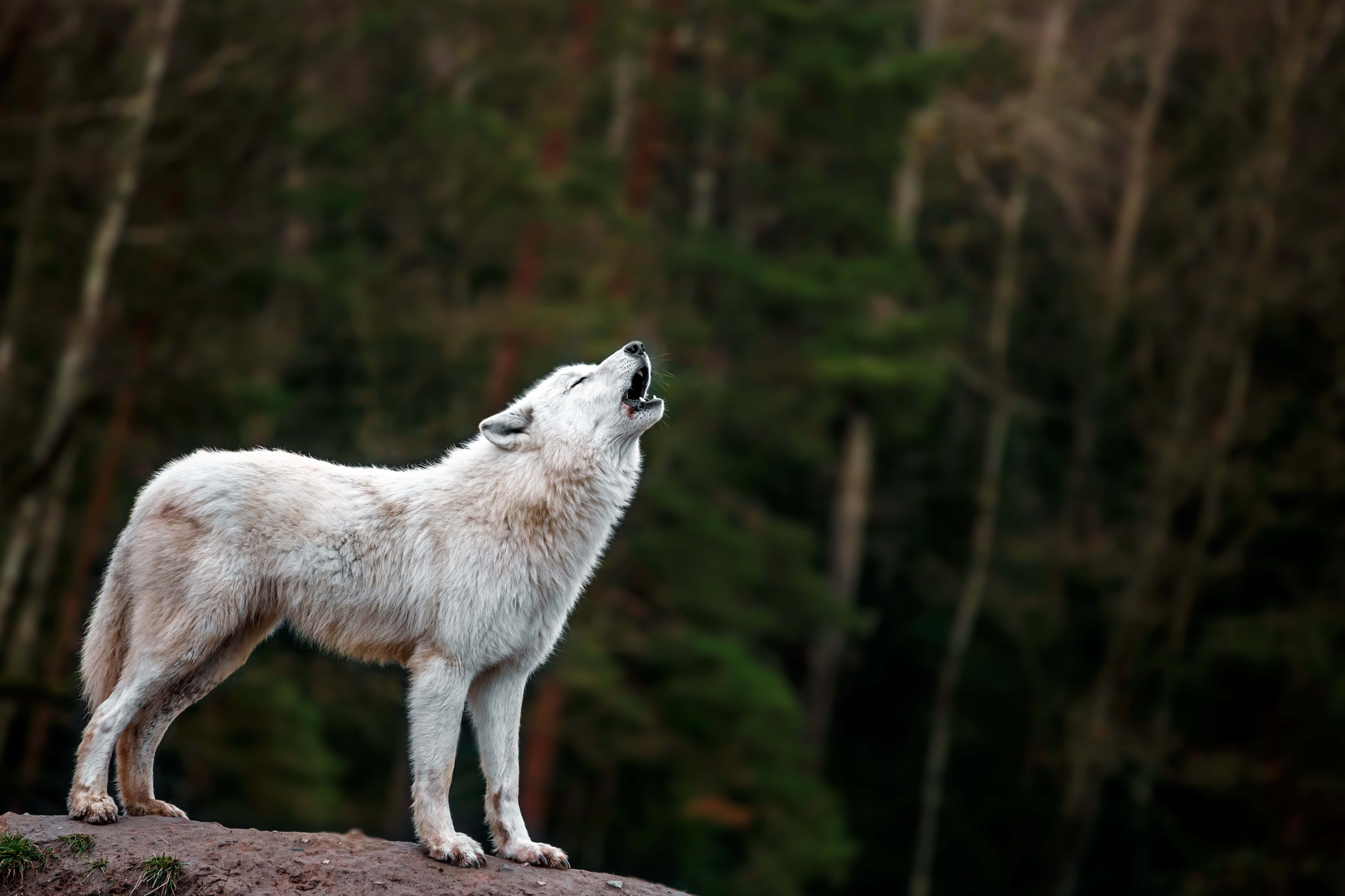 Arctic Wolf, snowy landscape, rocky outcrop, 4K Desktop Wallpaper