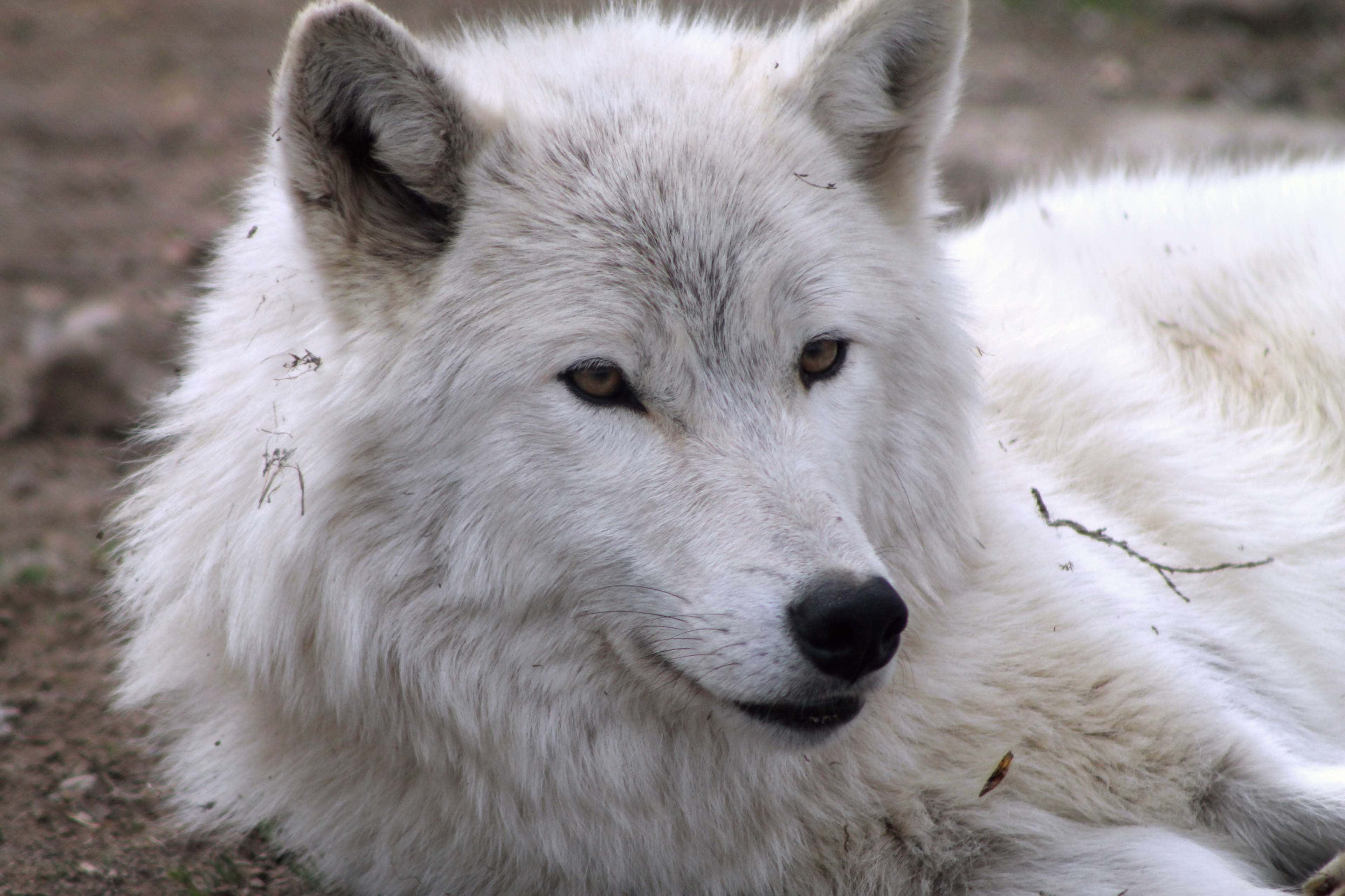 Arctic Wolf, fluffy white wolf, snowy background, 4K Desktop Wallpaper