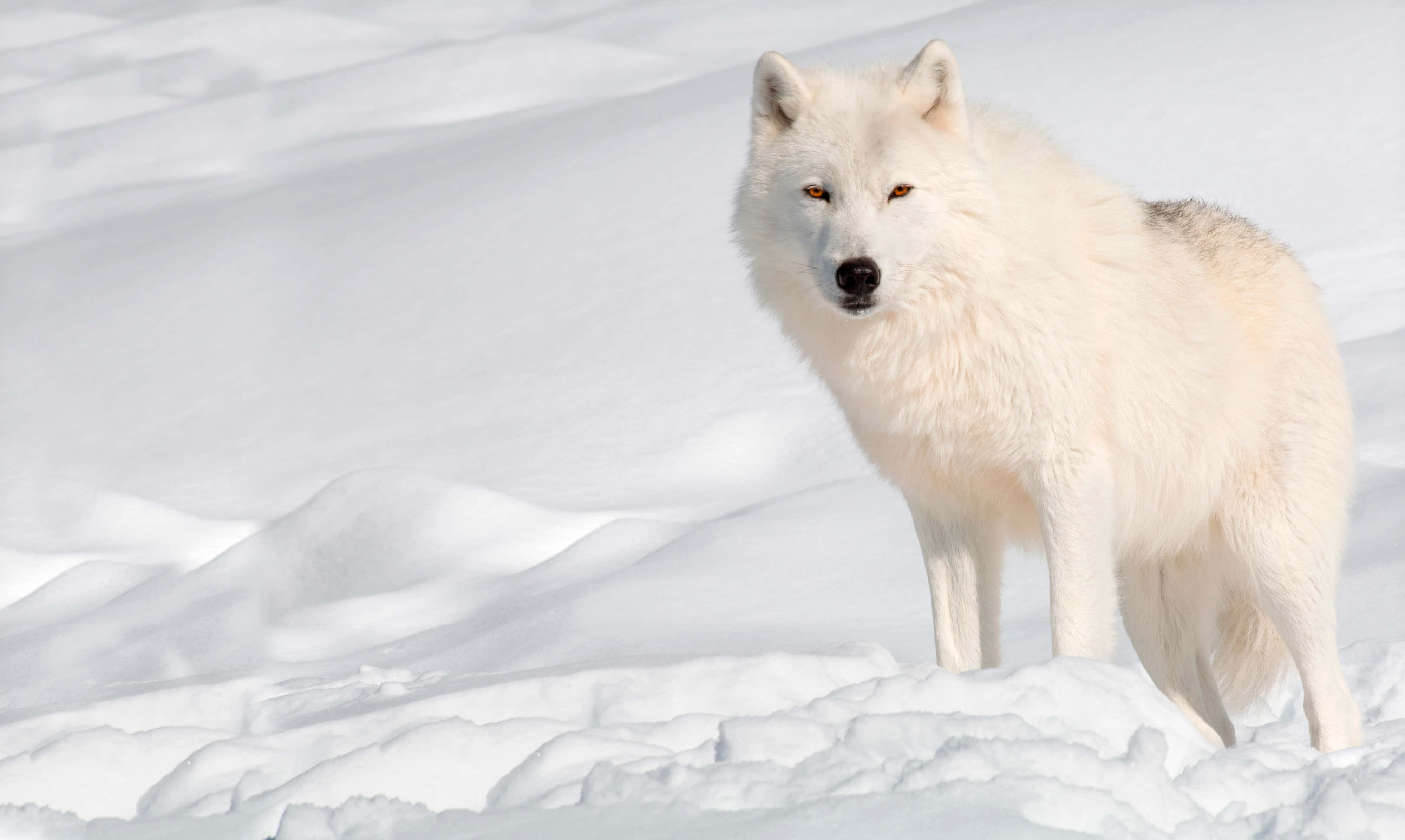 Arctic Wolf, white wolf, snowy field, 4K Desktop Wallpaper