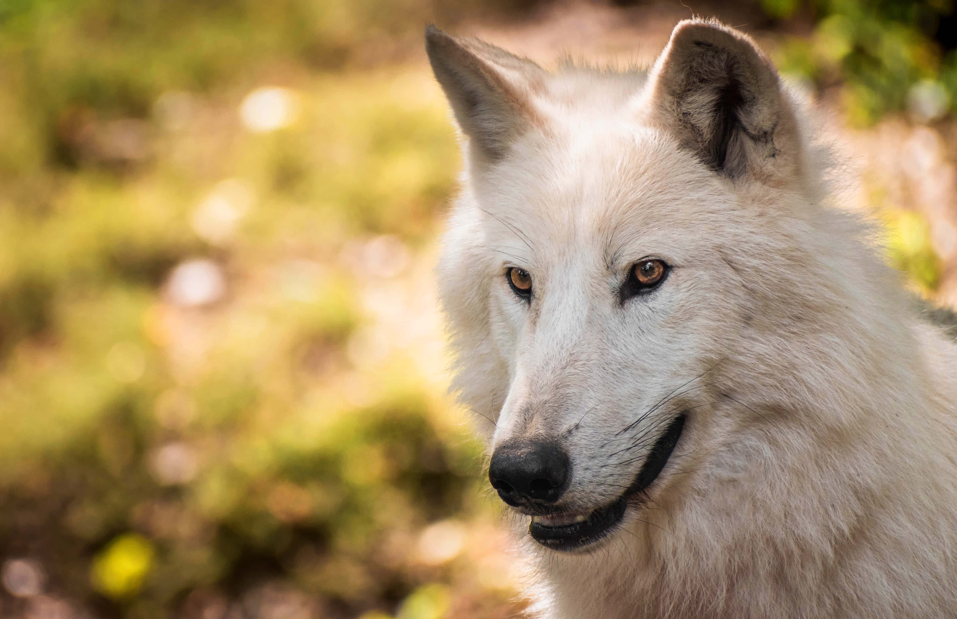 Arctic Wolf, white wolf, amber eyes, 4K Desktop Wallpaper