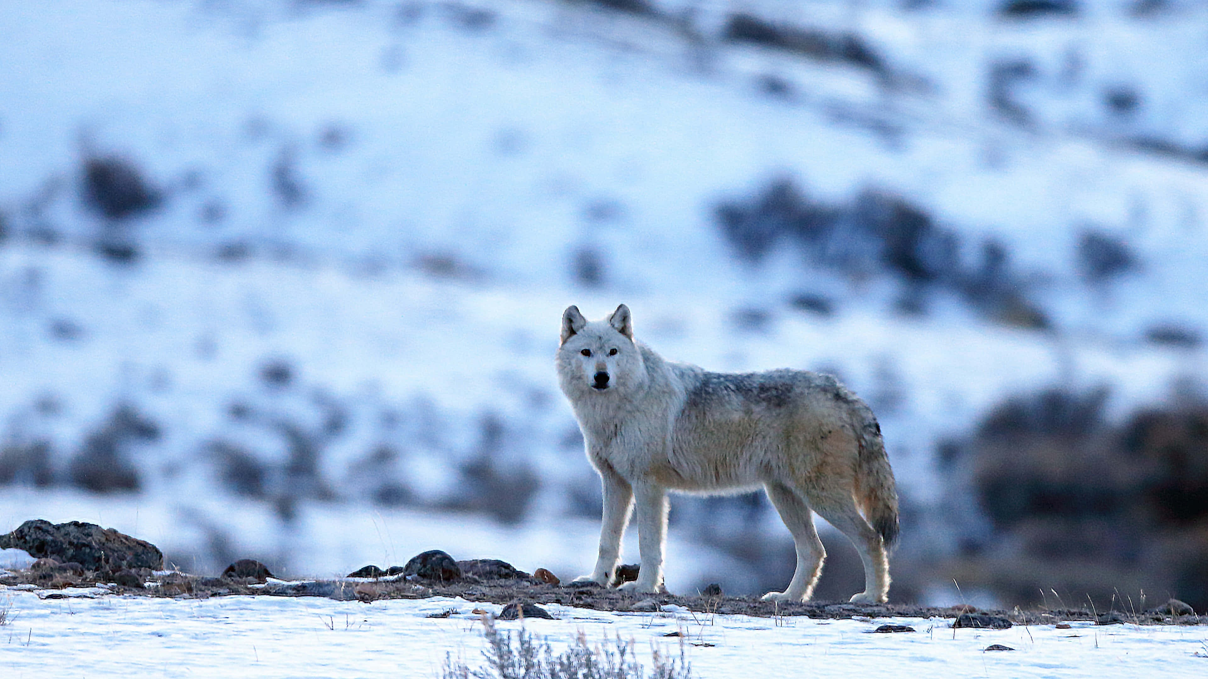 Arctic Wolf, snow-covered wilderness, snowy tundra, 4K Desktop Wallpaper