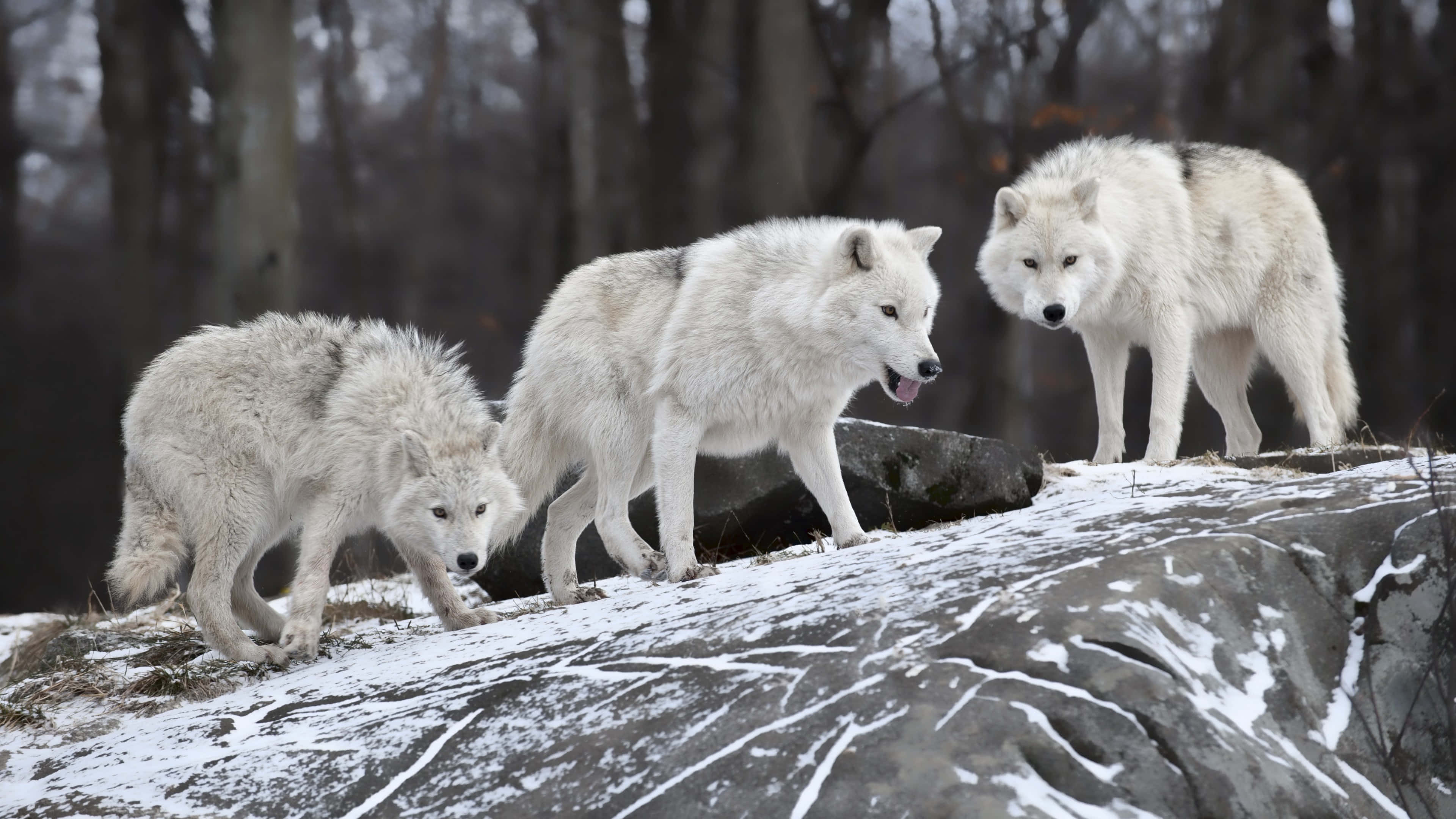Arctic Wolf, snow-dusted rocky outcrop, misty winter forest, 4K Desktop Wallpaper