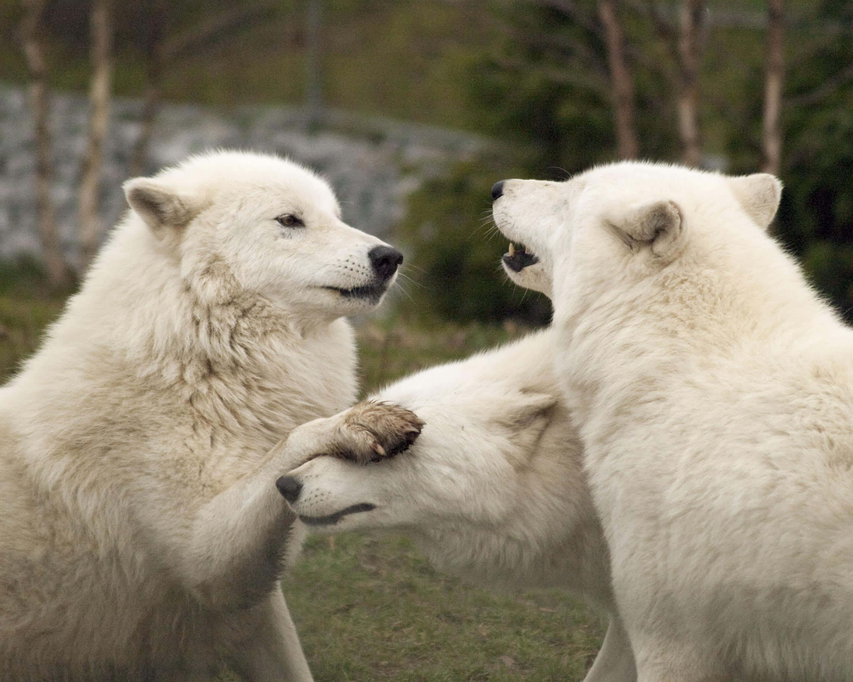 Arctic Wolf, white wolves, grassy outdoor setting, 2K Desktop Wallpaper