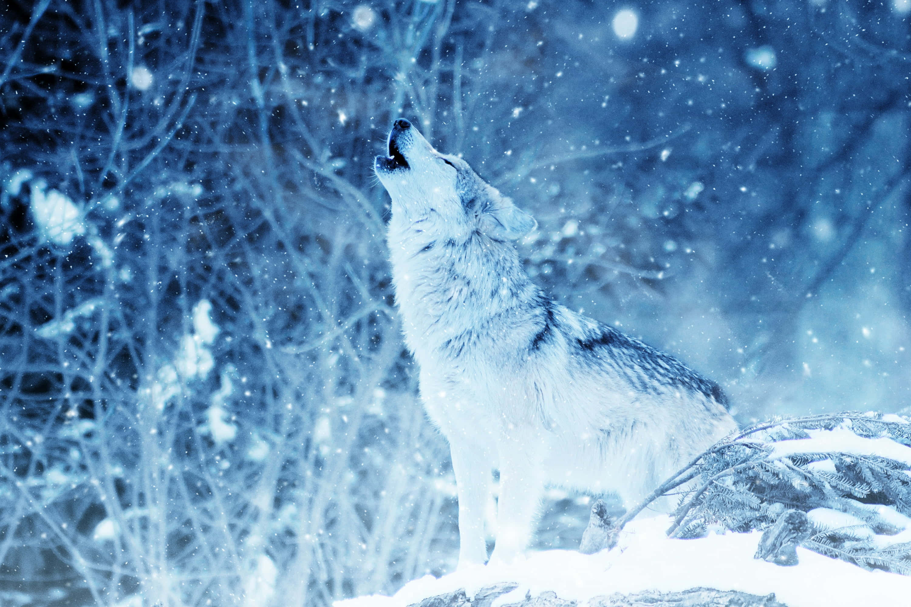 Arctic Wolf 3000, snowy winter backdrop, falling snowflakes, 2K Desktop Wallpaper
