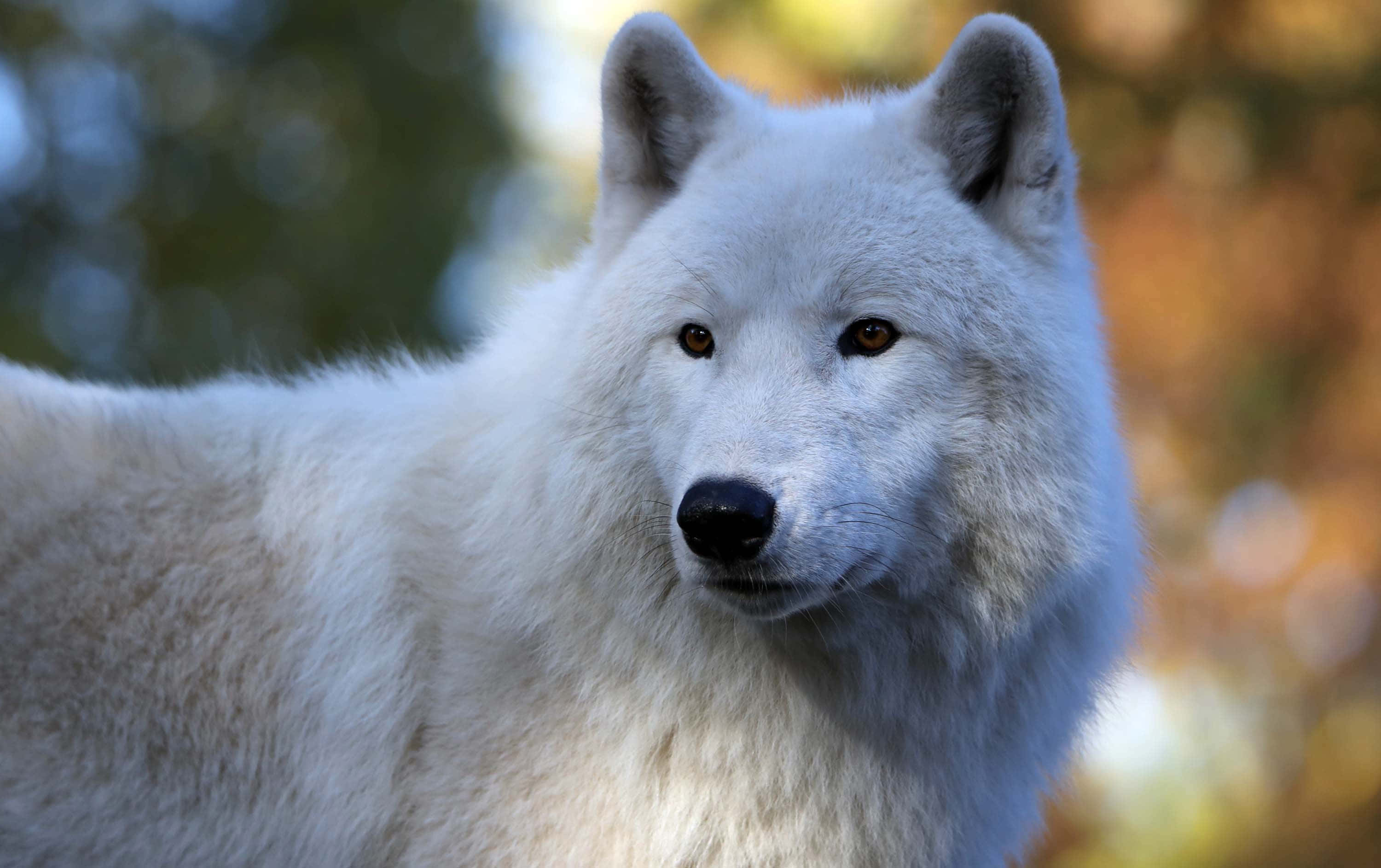 Arctic Wolf 3000, 1887, white wolf, 2K Desktop Wallpaper