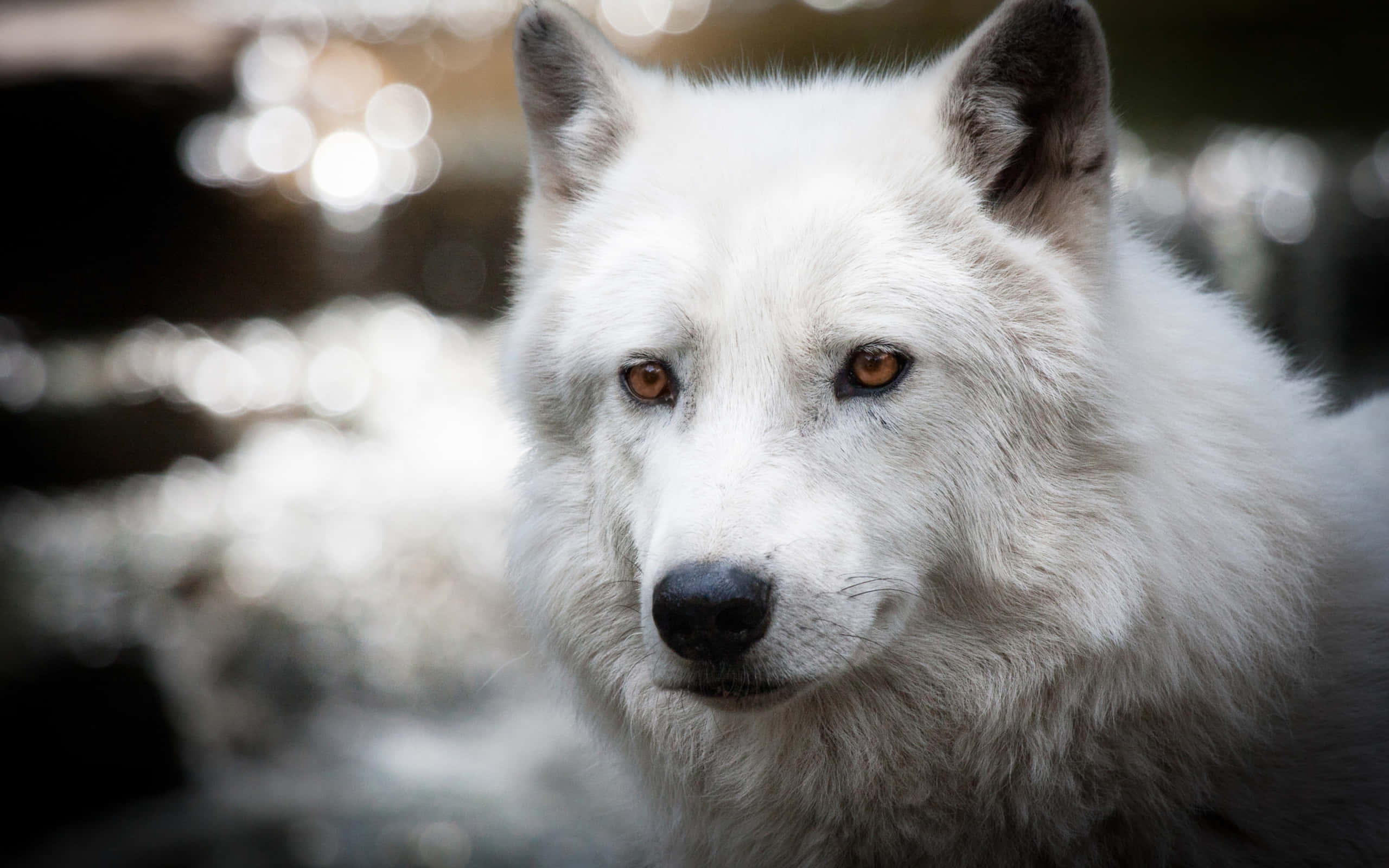 Arctic Wolf, white wolf, amber eyes, 2K Desktop Wallpaper