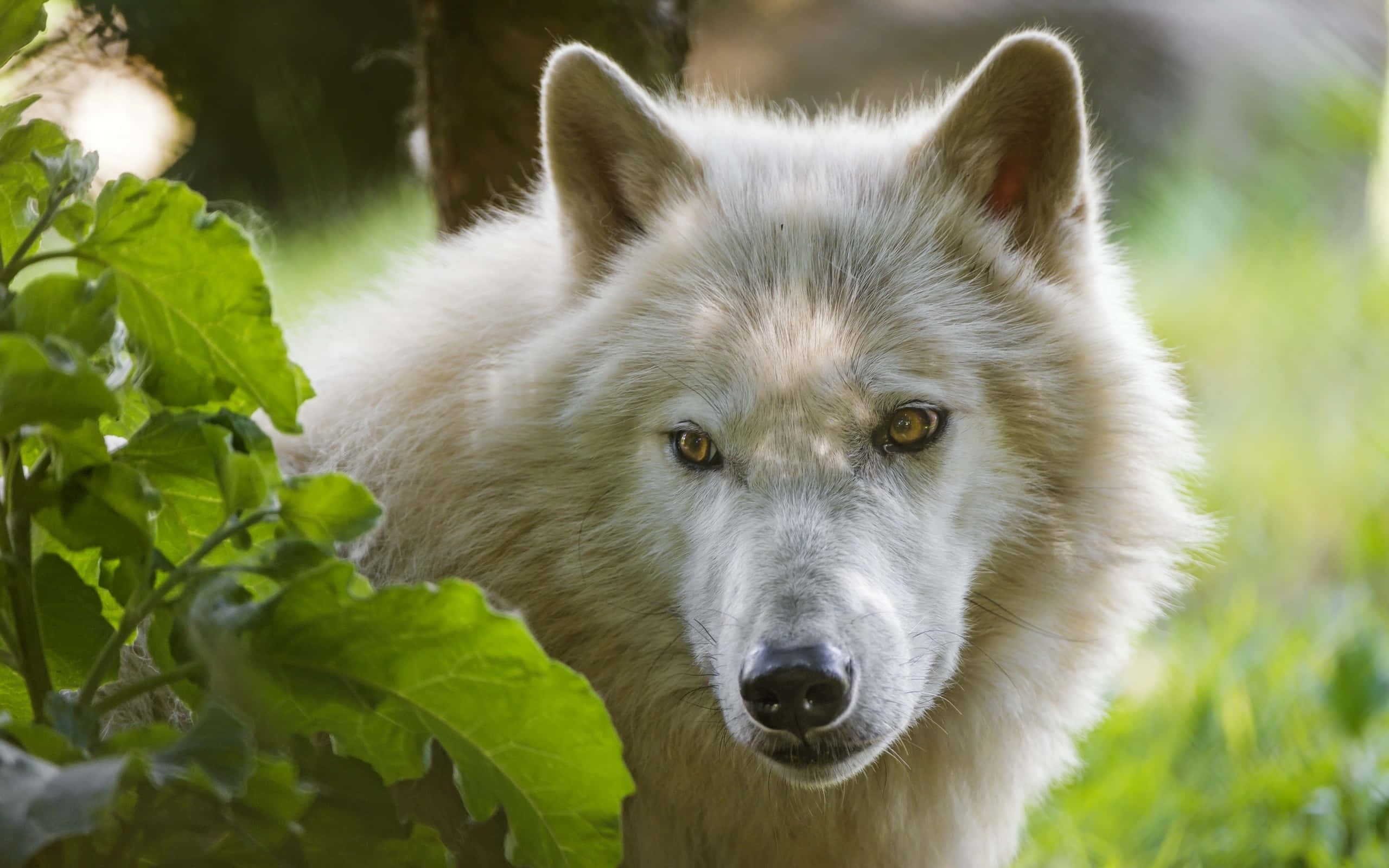 Arctic Wolf, white wolf, piercing amber eyes, 2K Desktop Wallpaper