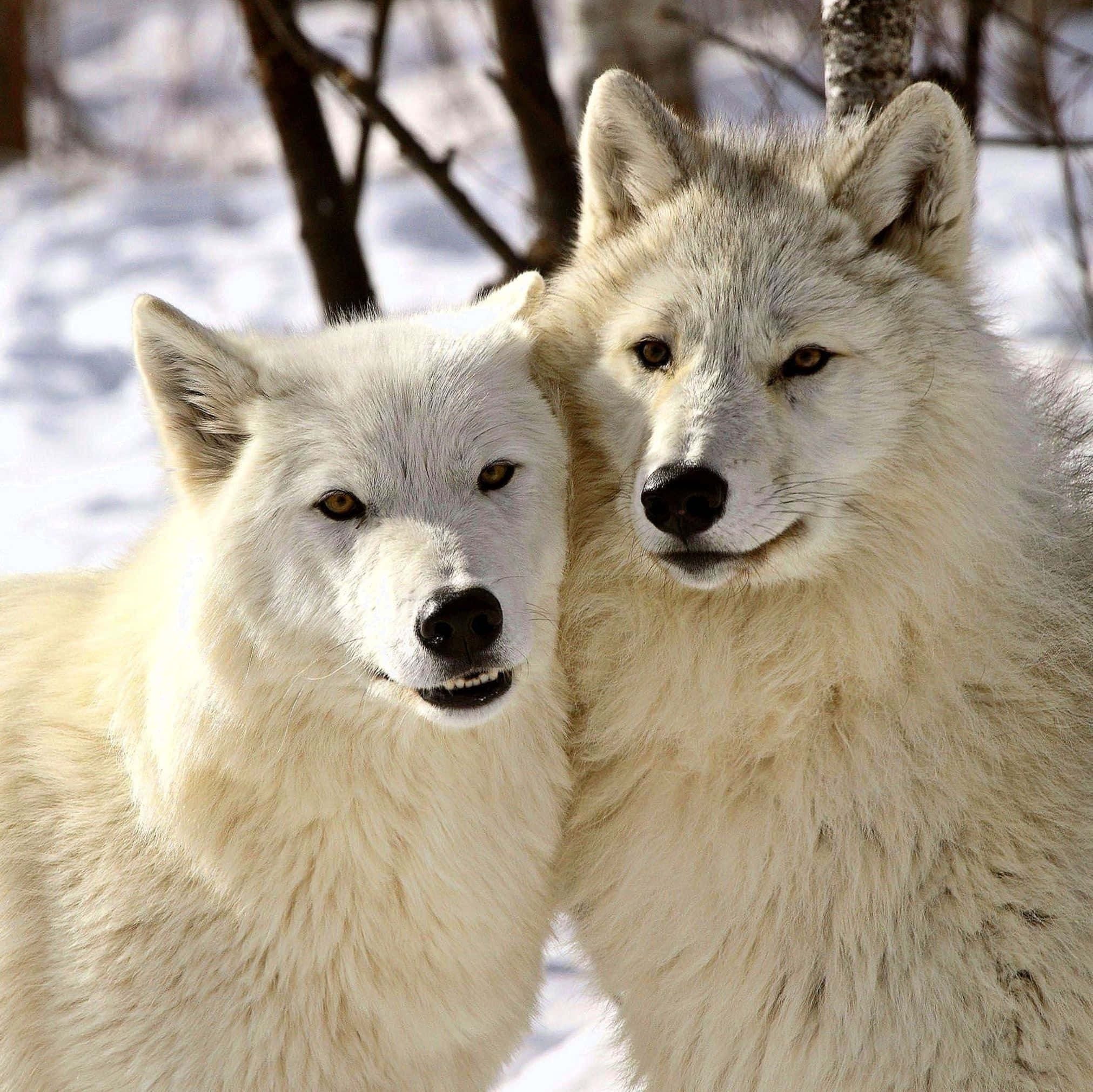 Arctic Wolf, 2023, 2022, Full HD Desktop Wallpaper