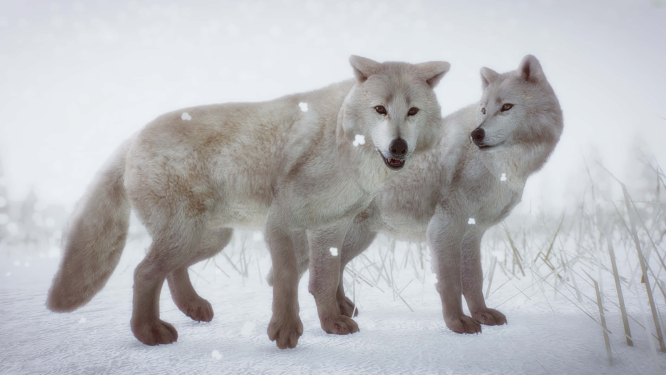 Arctic Wolf, snowy field, falling snowflakes, 2K Desktop Wallpaper