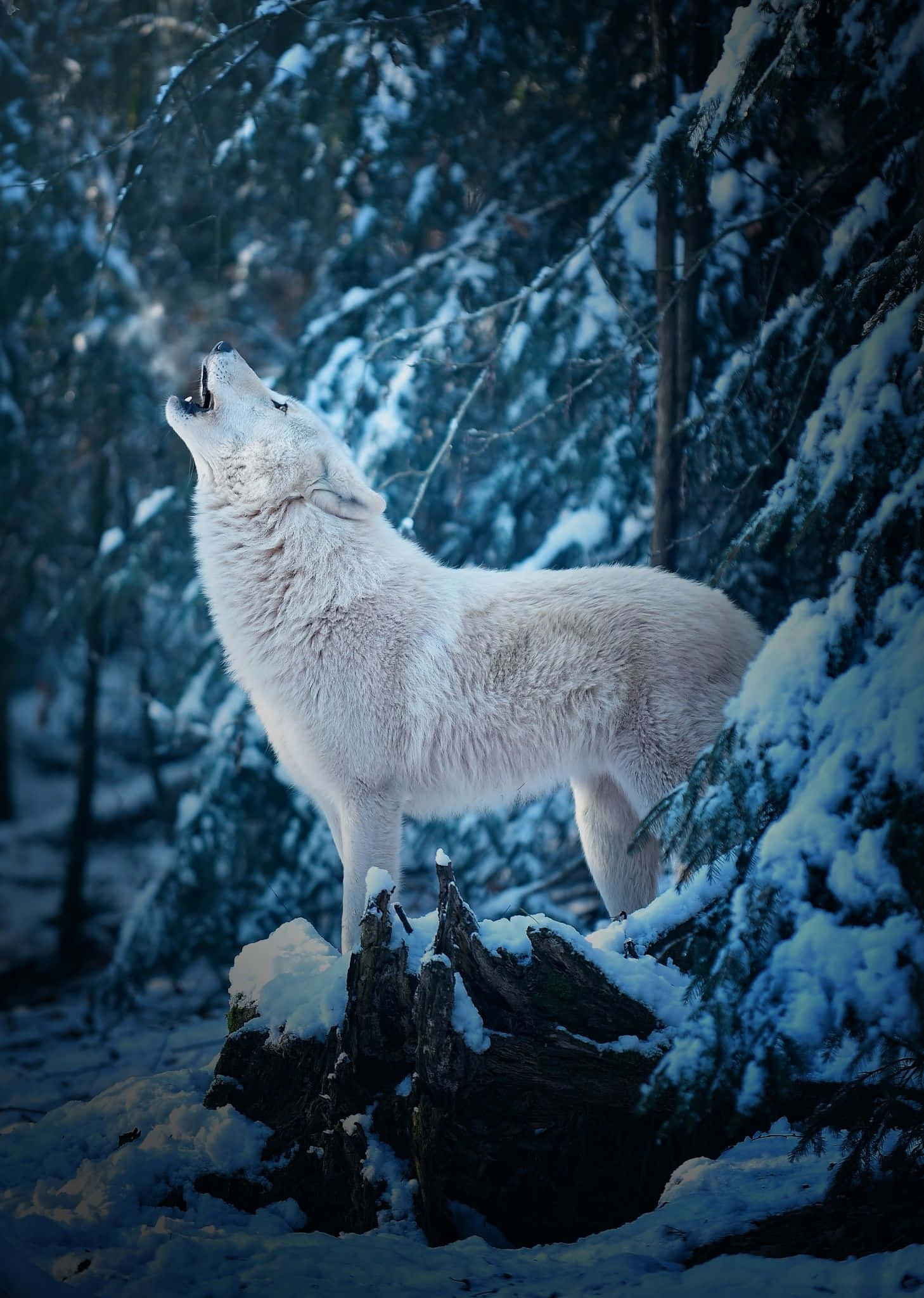 Arctic Wolf, snow-covered stump, dense winter forest, Full HD Phone Wallpaper