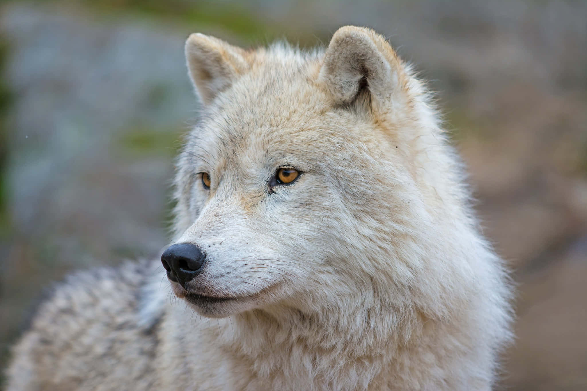 Arctic Wolf, white wolf, amber eyes, Full HD Desktop Wallpaper