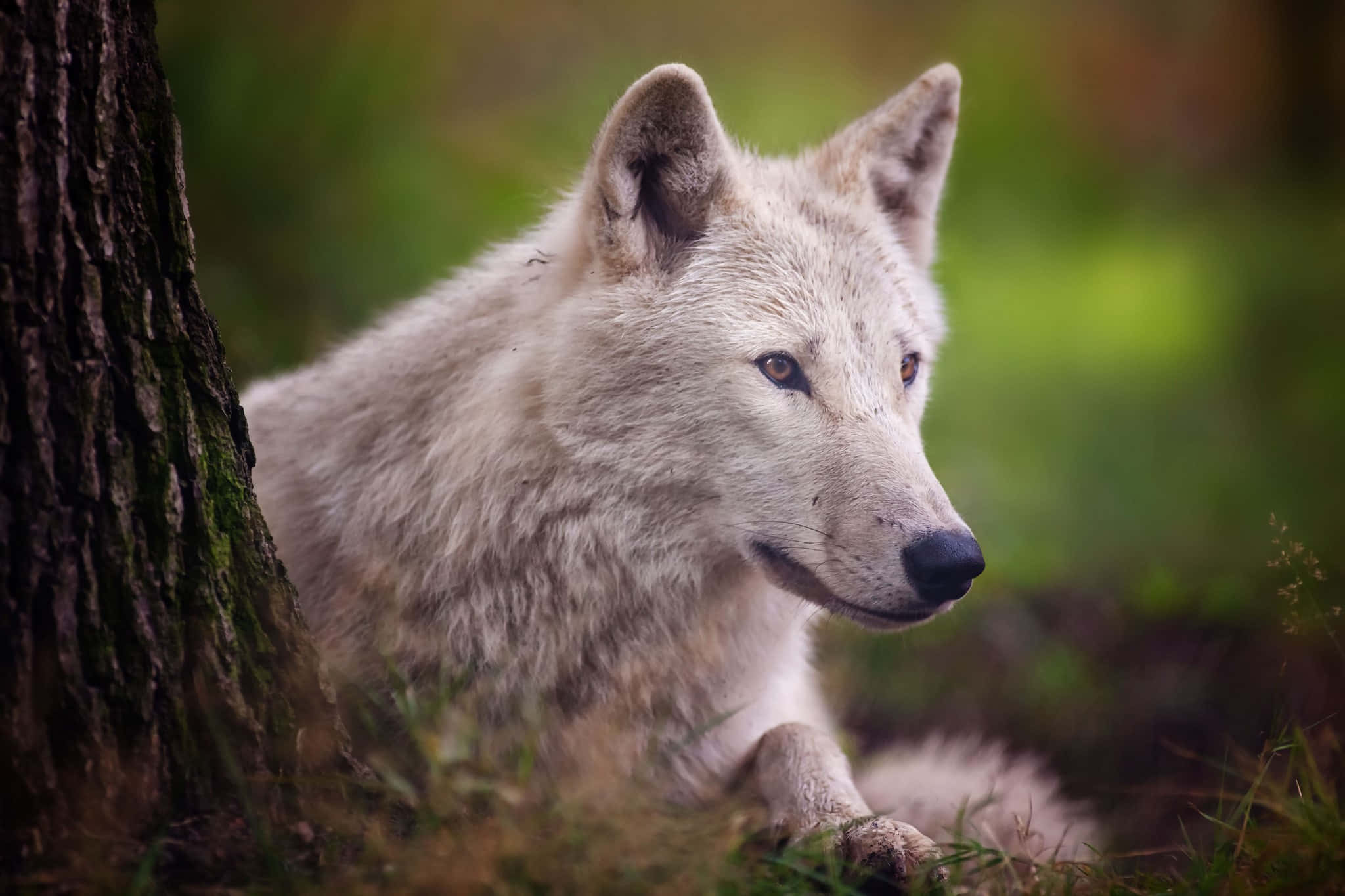 Arctic Wolf, white wolf, mossy tree trunk, Full HD Desktop Wallpaper