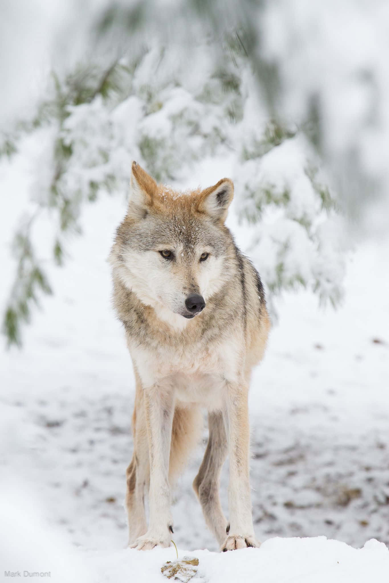 wolf, snowy winter landscape, deep snow, Full HD Phone Wallpaper