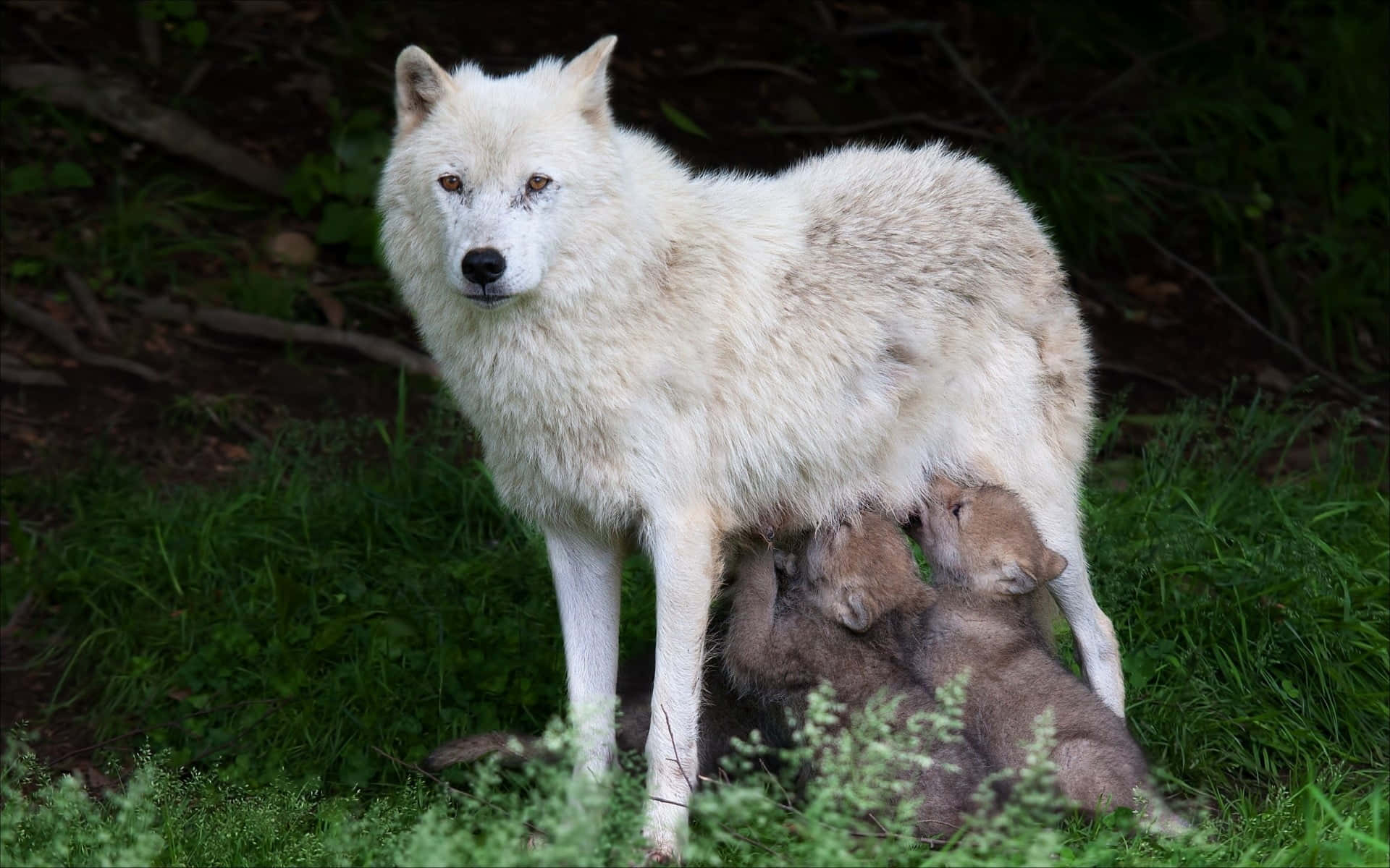 Arctic Wolf, white adult wolf, gray wolf pups, Full HD Desktop Wallpaper