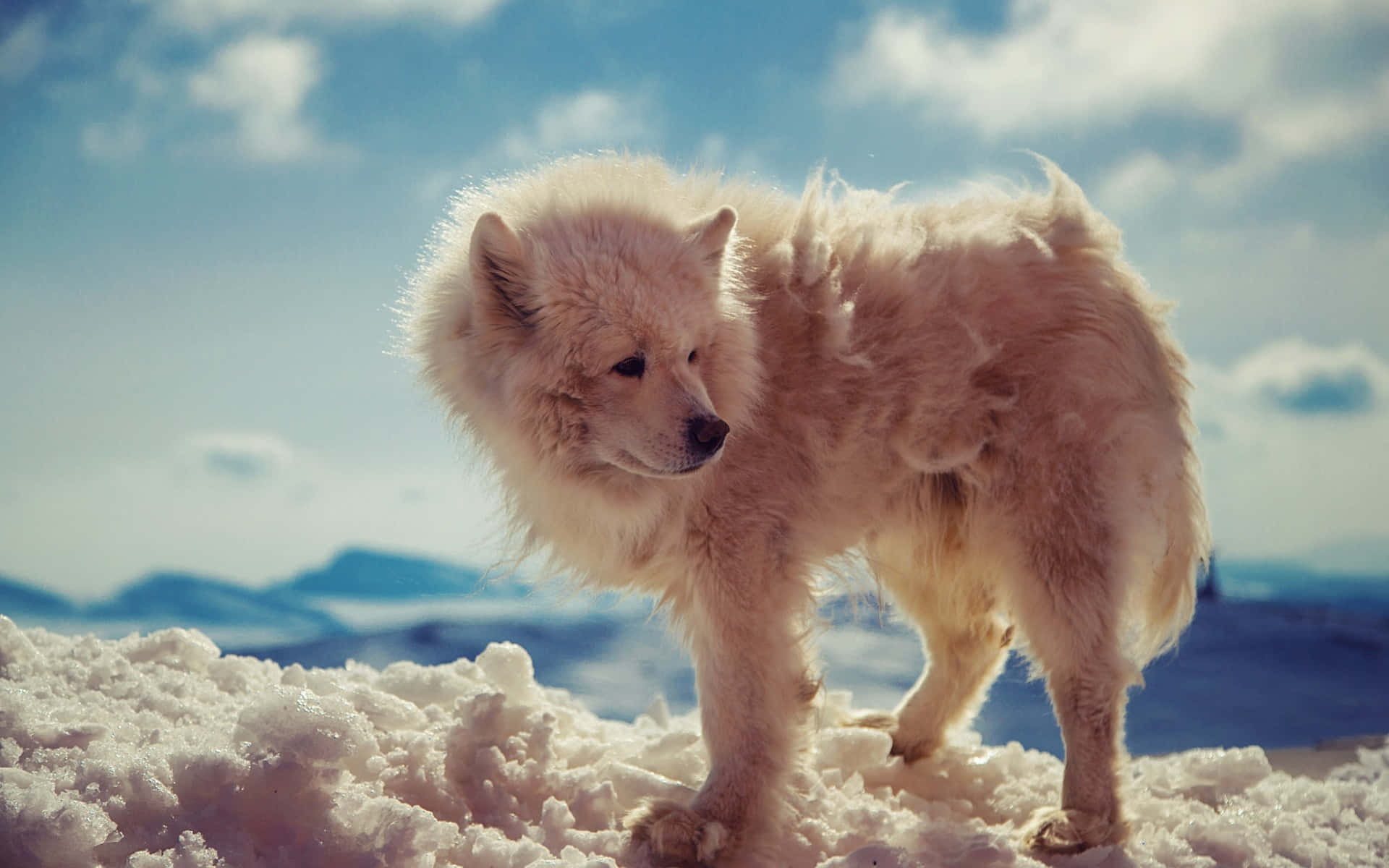 Arctic Wolf, 1920 x 1200, snowy landscape, Full HD Desktop Wallpaper