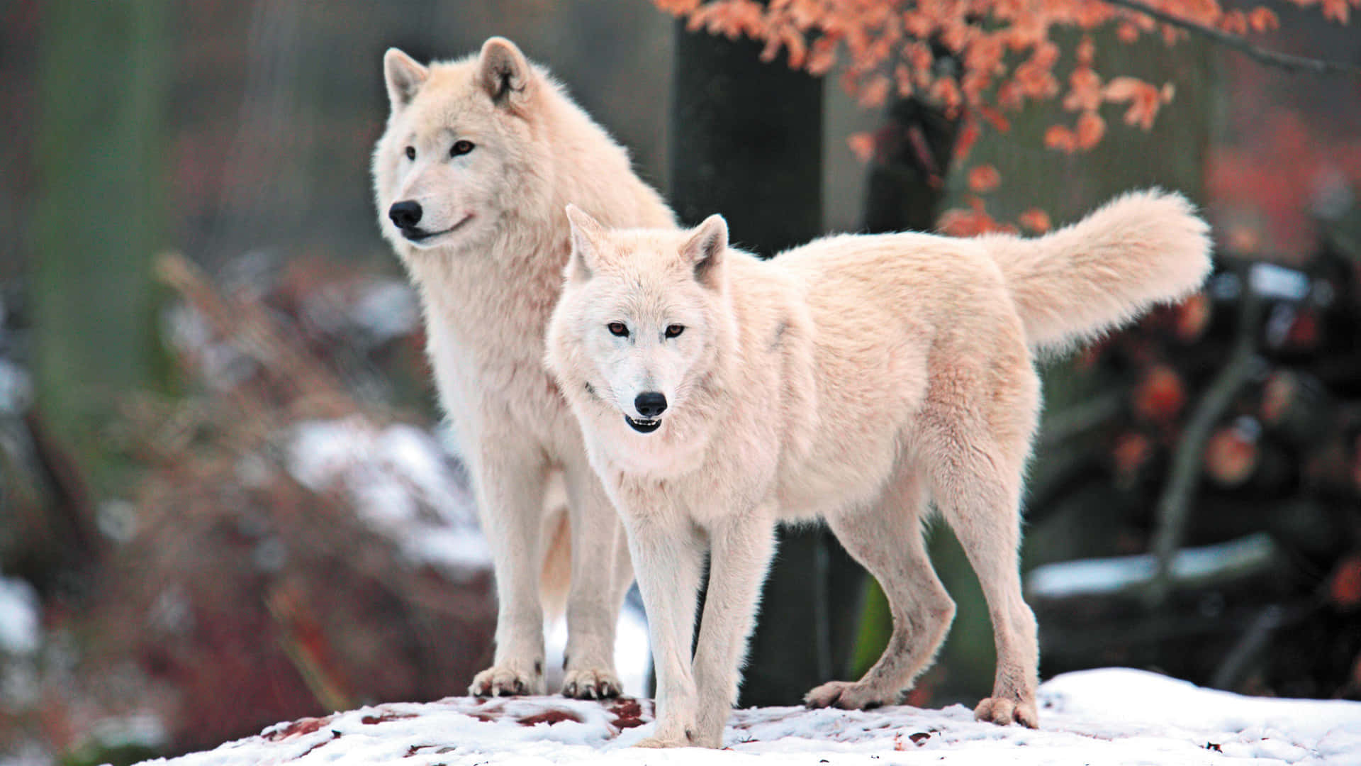Arctic Wolf, snowy mound, autumn leaves, Full HD Desktop Wallpaper