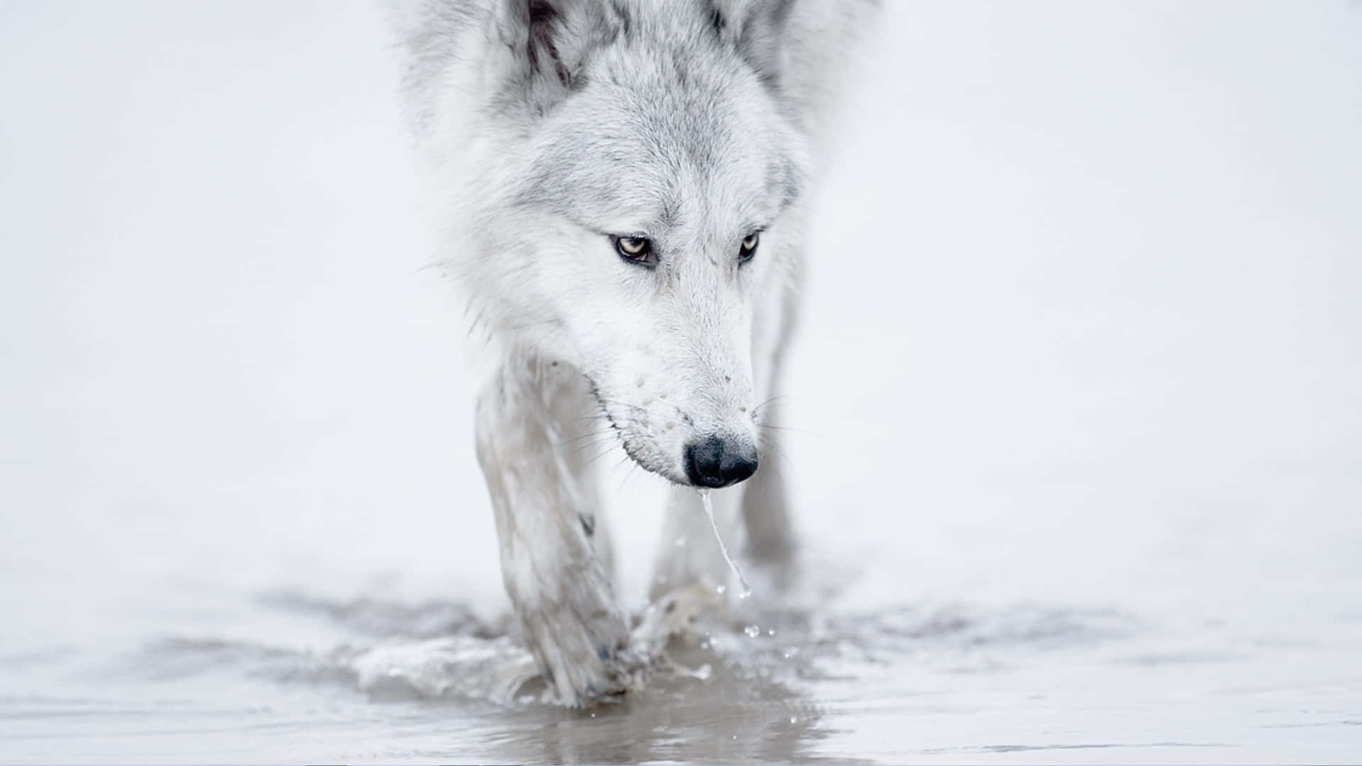 Arctic Wolf, white wolf, shallow water, Full HD Desktop Wallpaper