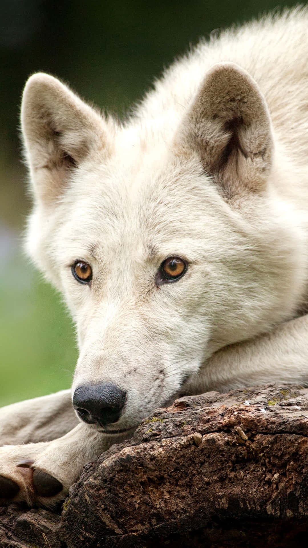 Arctic Wolf, white wolf, mossy log, Full HD Phone Wallpaper