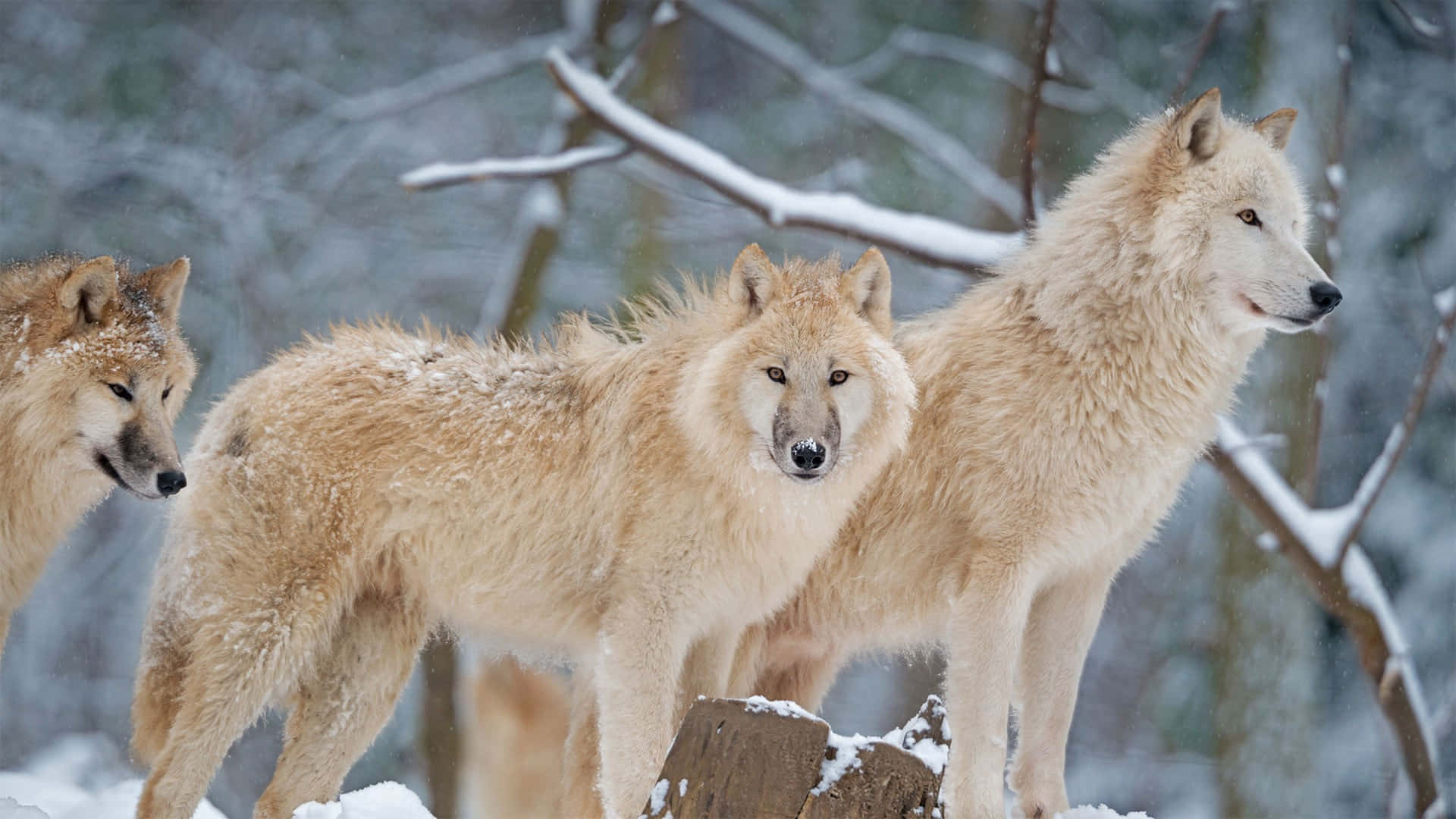 wolf, snowy forest, snow-dusted branches, Full HD Desktop Wallpaper