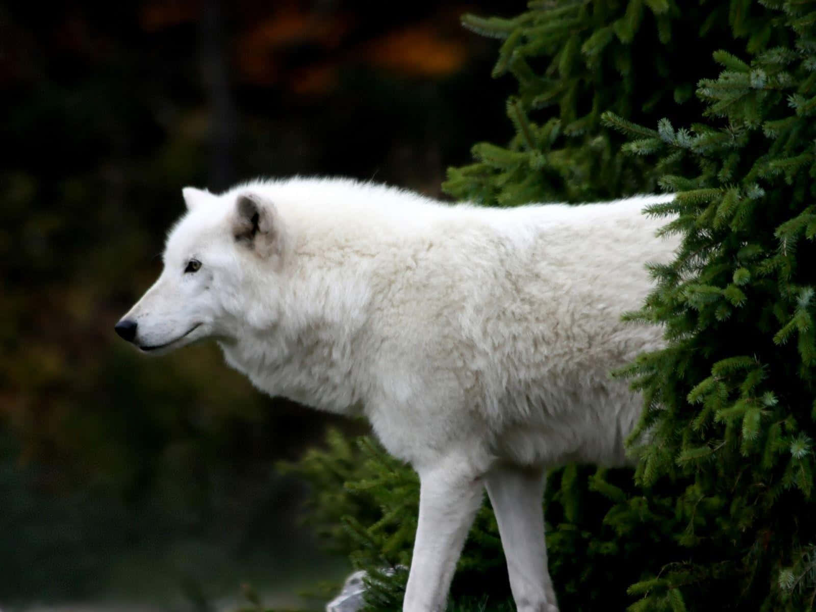 Arctic Wolf, pristine white wolf, dense evergreen bush, HD Desktop Wallpaper
