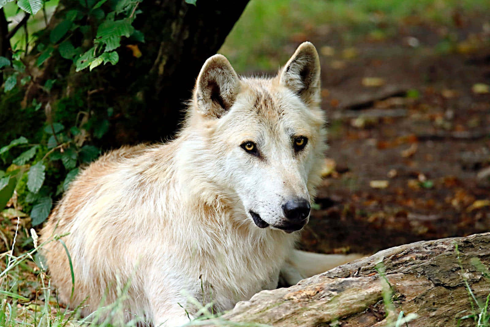 Arctic Wolf, snowy landscape, log, HD Desktop Wallpaper