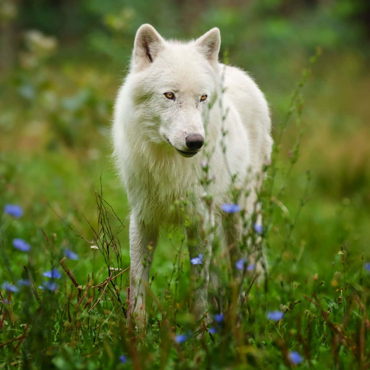 Arctic Wolf, pristine white wolf, sunlit meadow, HD Desktop Wallpaper