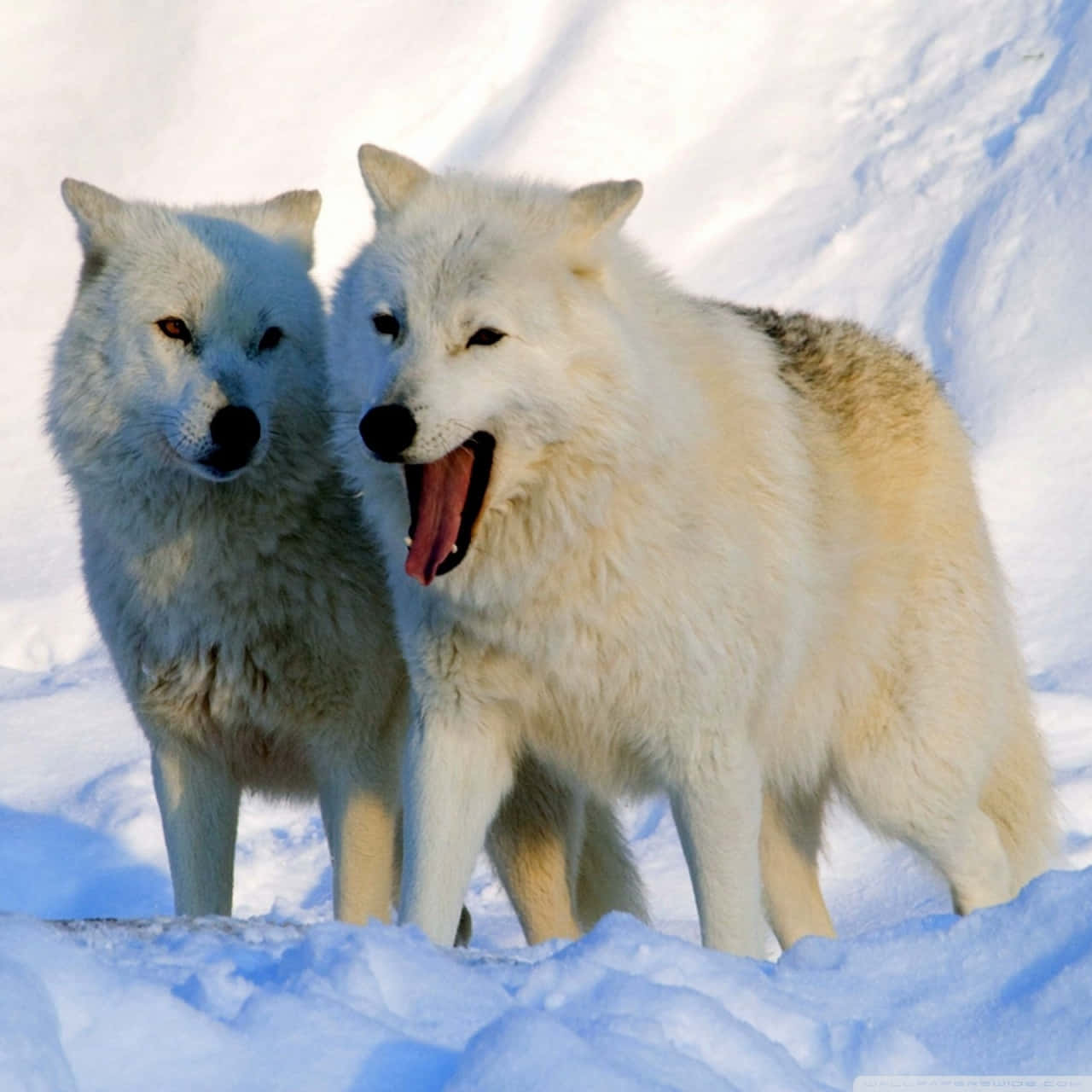 Arctic Wolf, white wolves, deep snow, HD Desktop Wallpaper