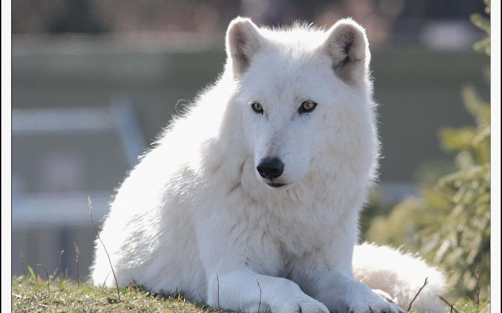 Arctic Wolf, pristine white wolf, sunlit grass, HD Desktop Wallpaper