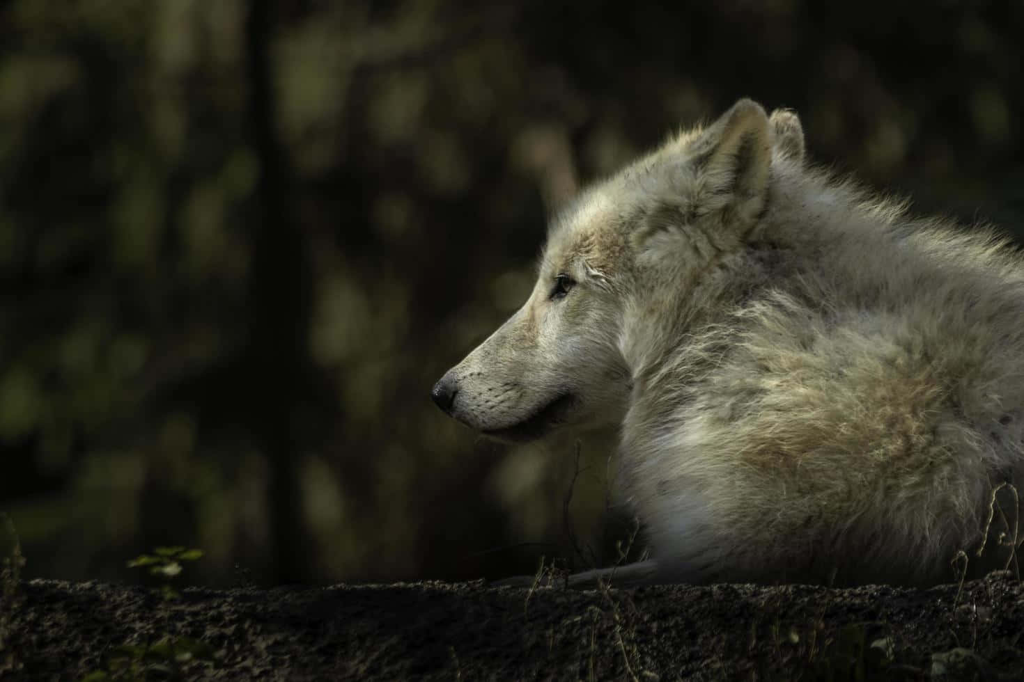 Arctic Wolf, white wolf, shadowed forest, HD Desktop Wallpaper