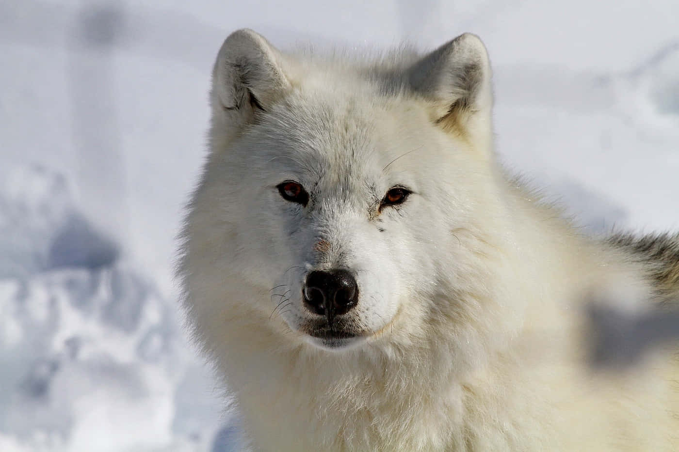 Arctic Wolf, white arctic wolf, piercing red eyes, HD Desktop Wallpaper