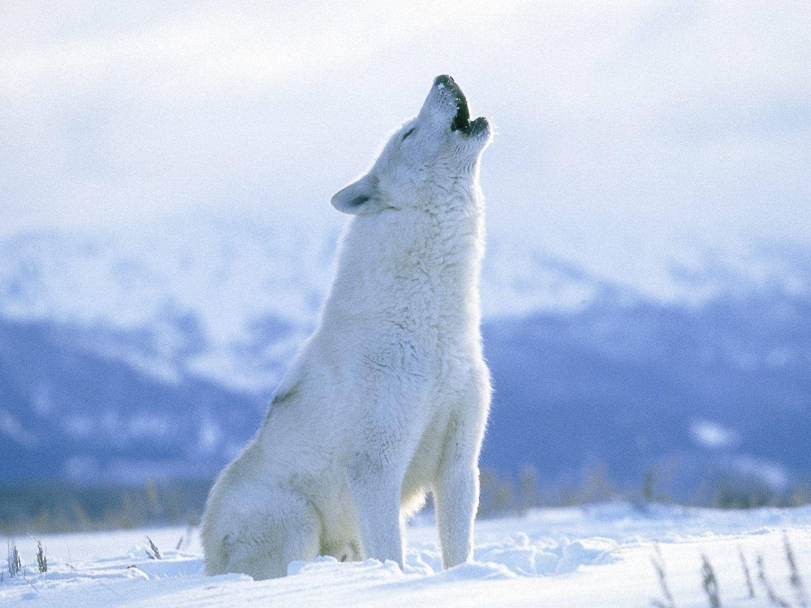 Arctic Wolf, snowy terrain, pale sky, HD Desktop Wallpaper