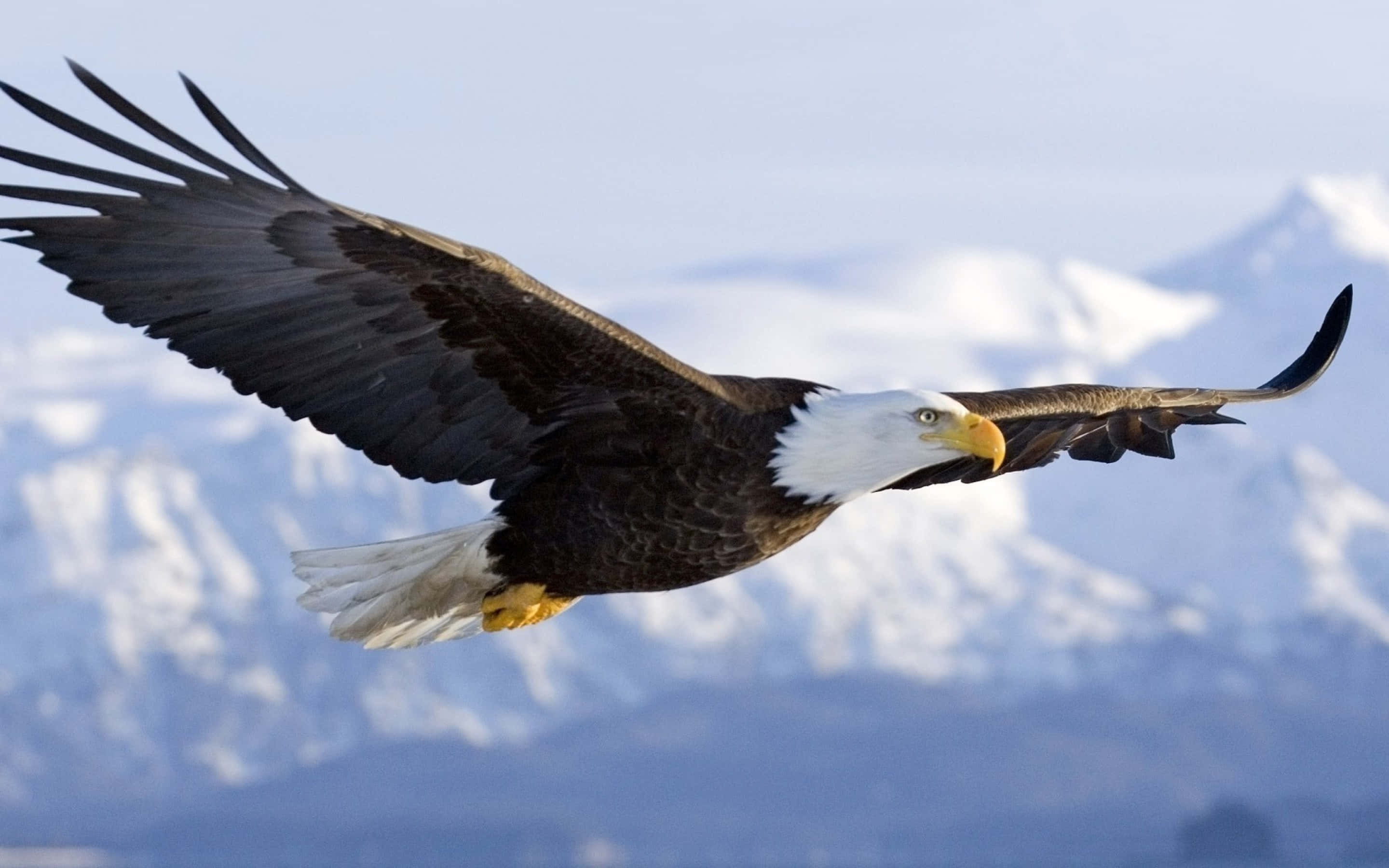 bald eagle, snow-capped mountains, pale sky, 2K Desktop Wallpaper