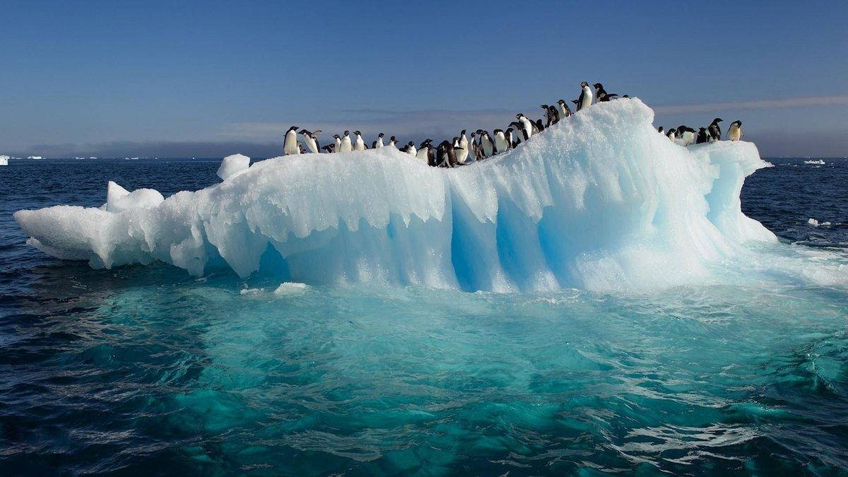 Arctic, penguins, slanted iceberg, SD Desktop Wallpaper